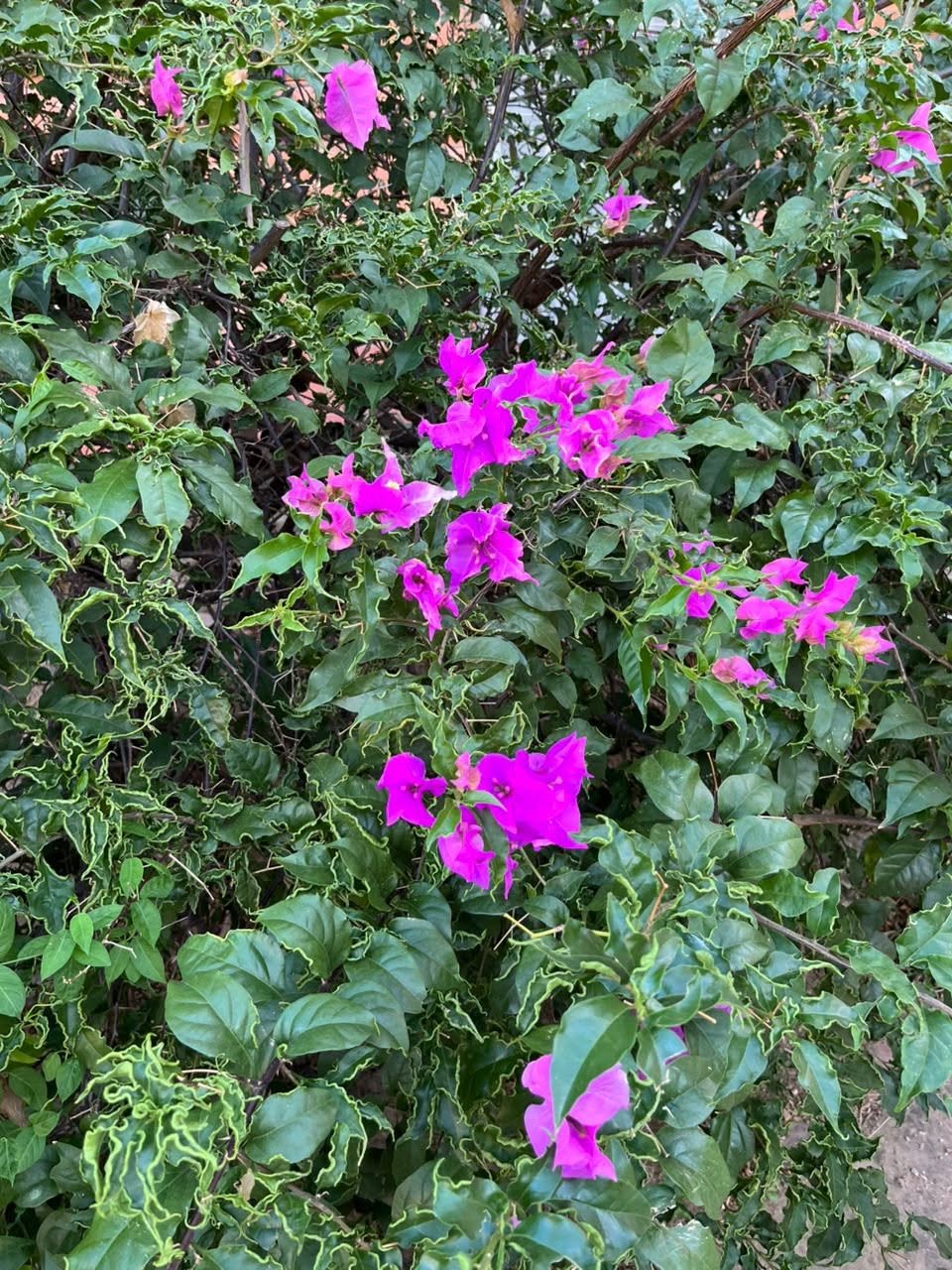 Buganvilla