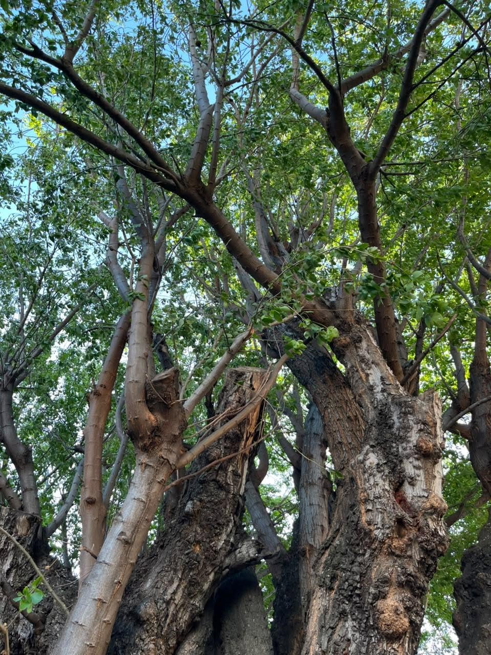 Chiminango