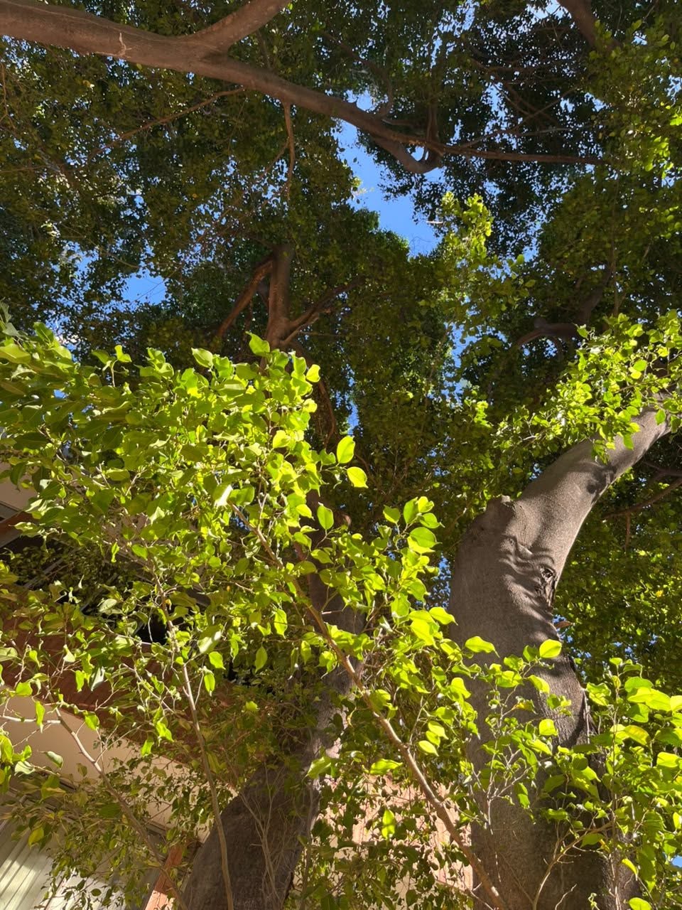 Ficus benjamina