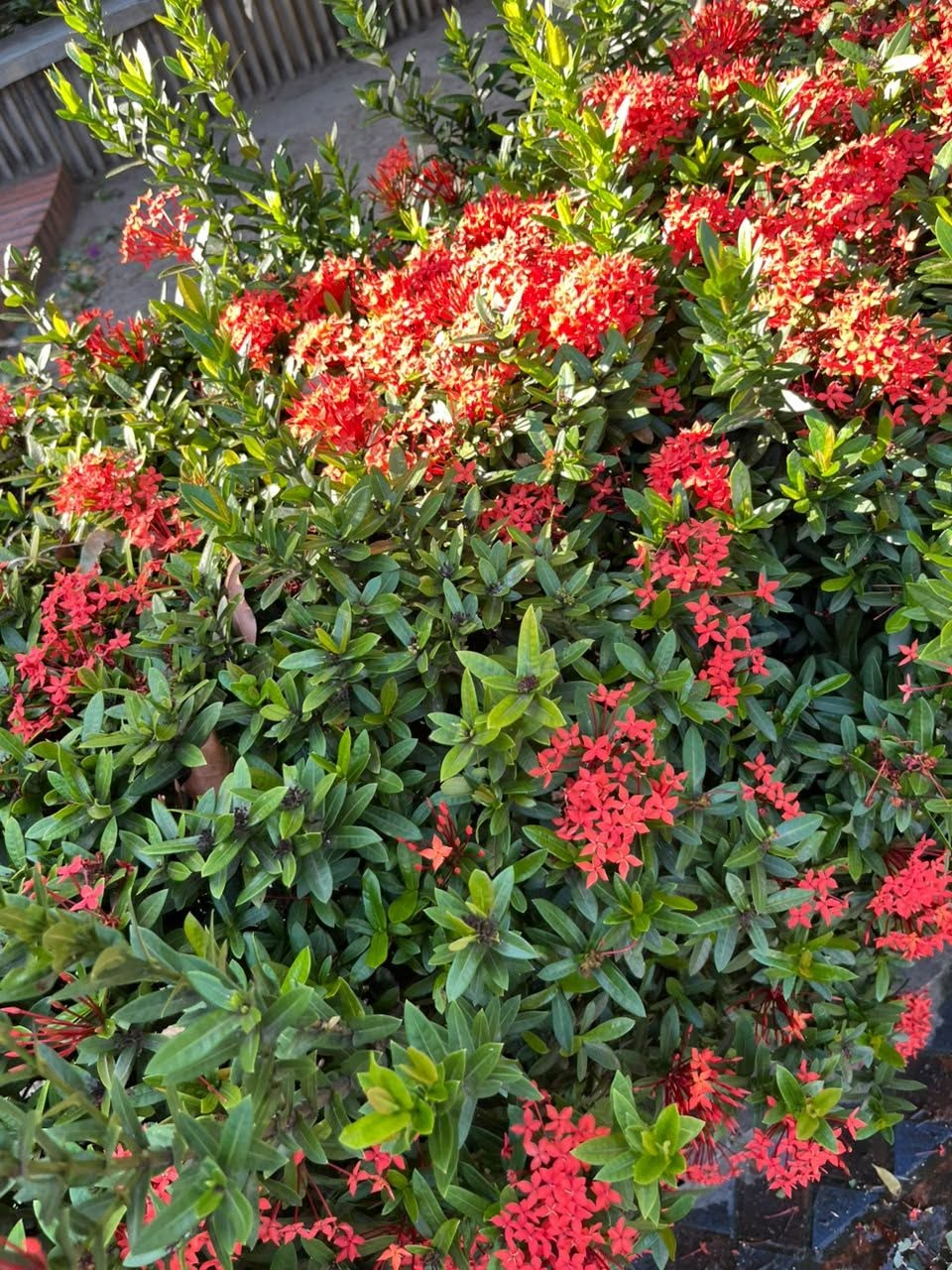Ixora