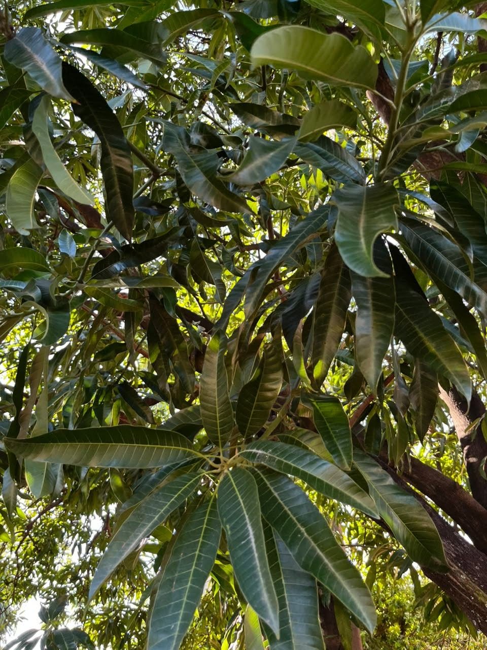 Mango