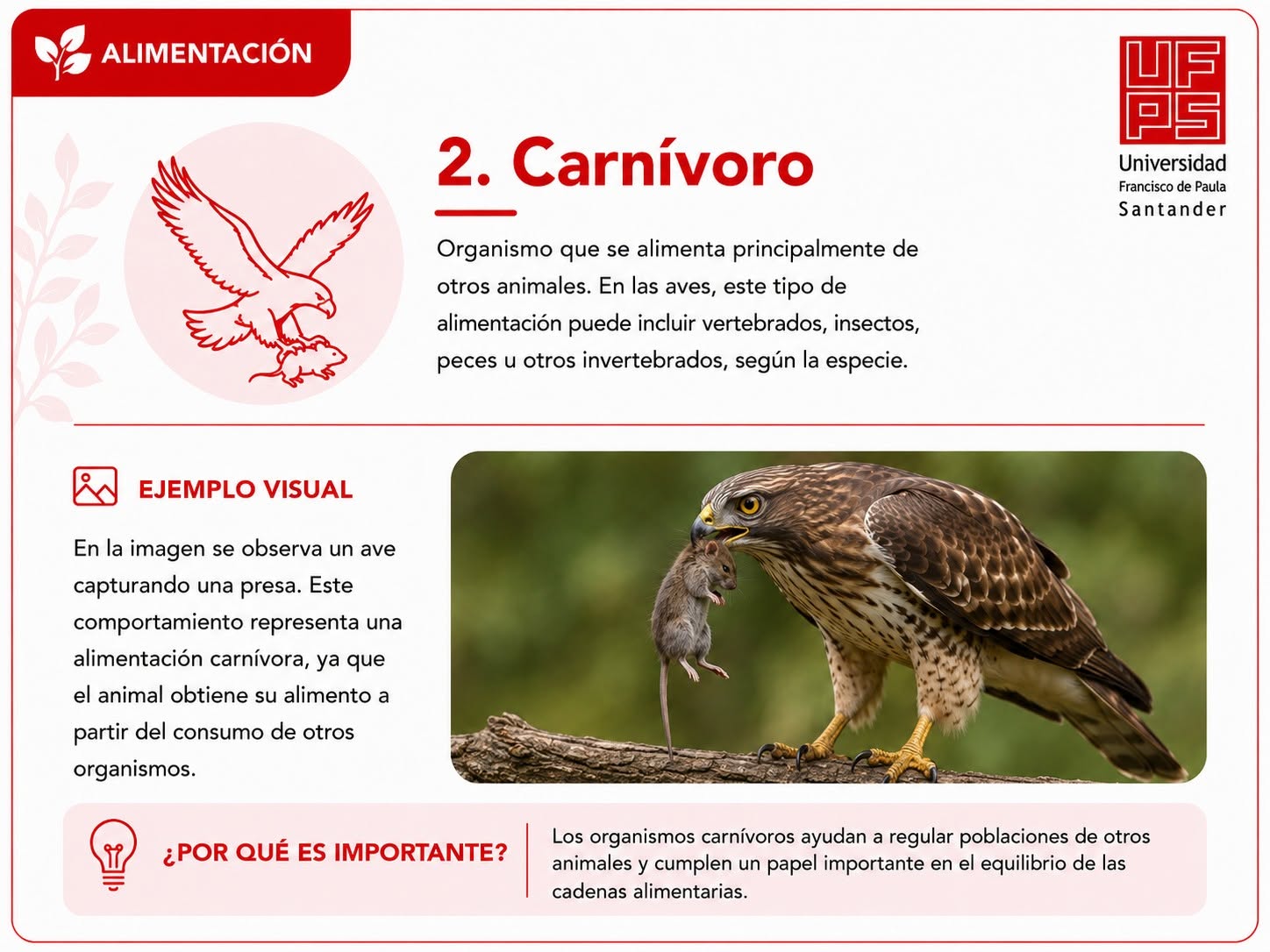 Carnívoro