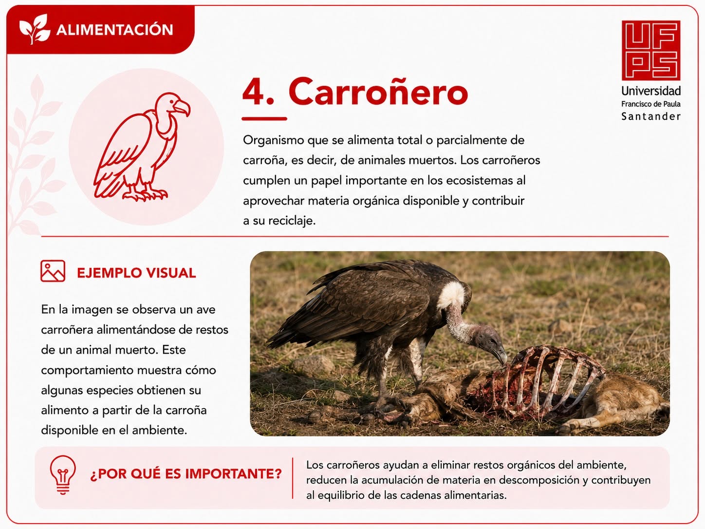 Carroñero