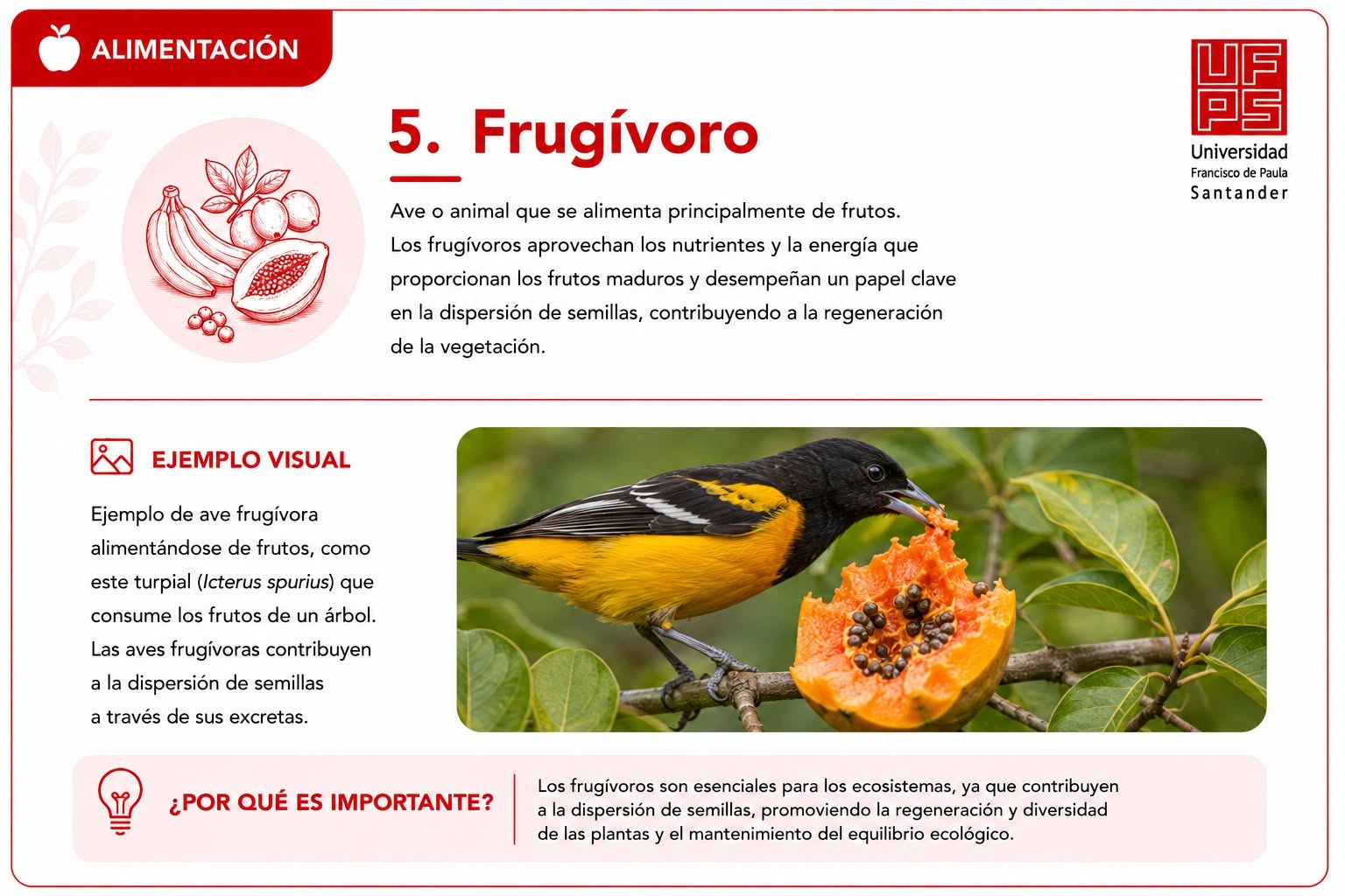 Frugívoro