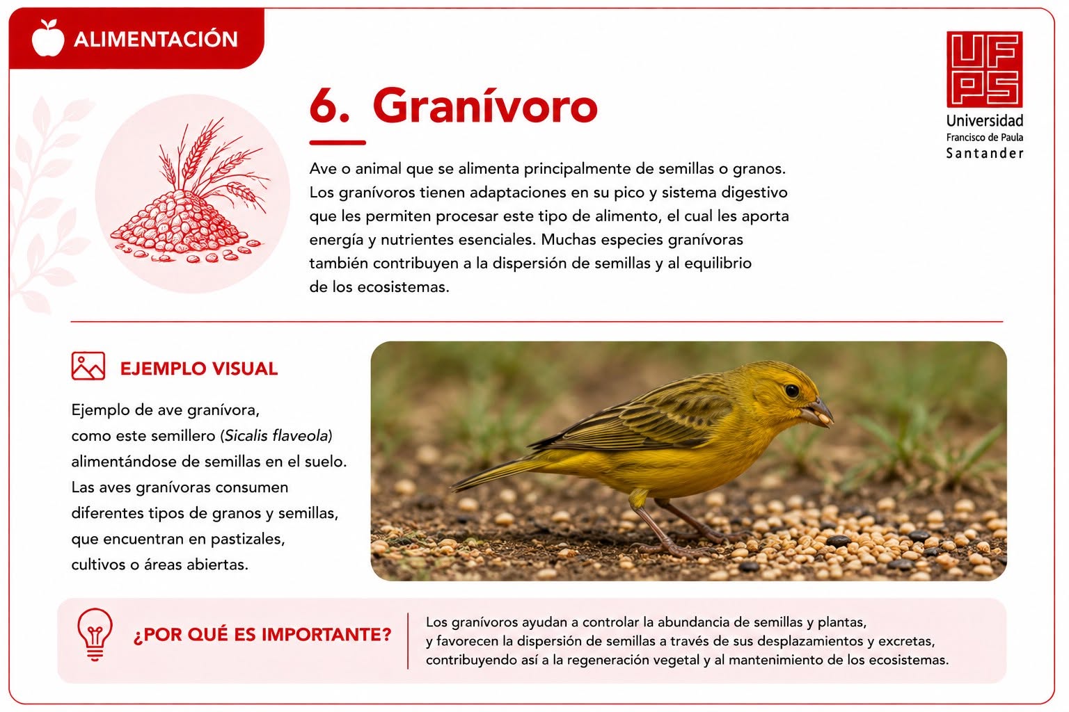 Granívoro