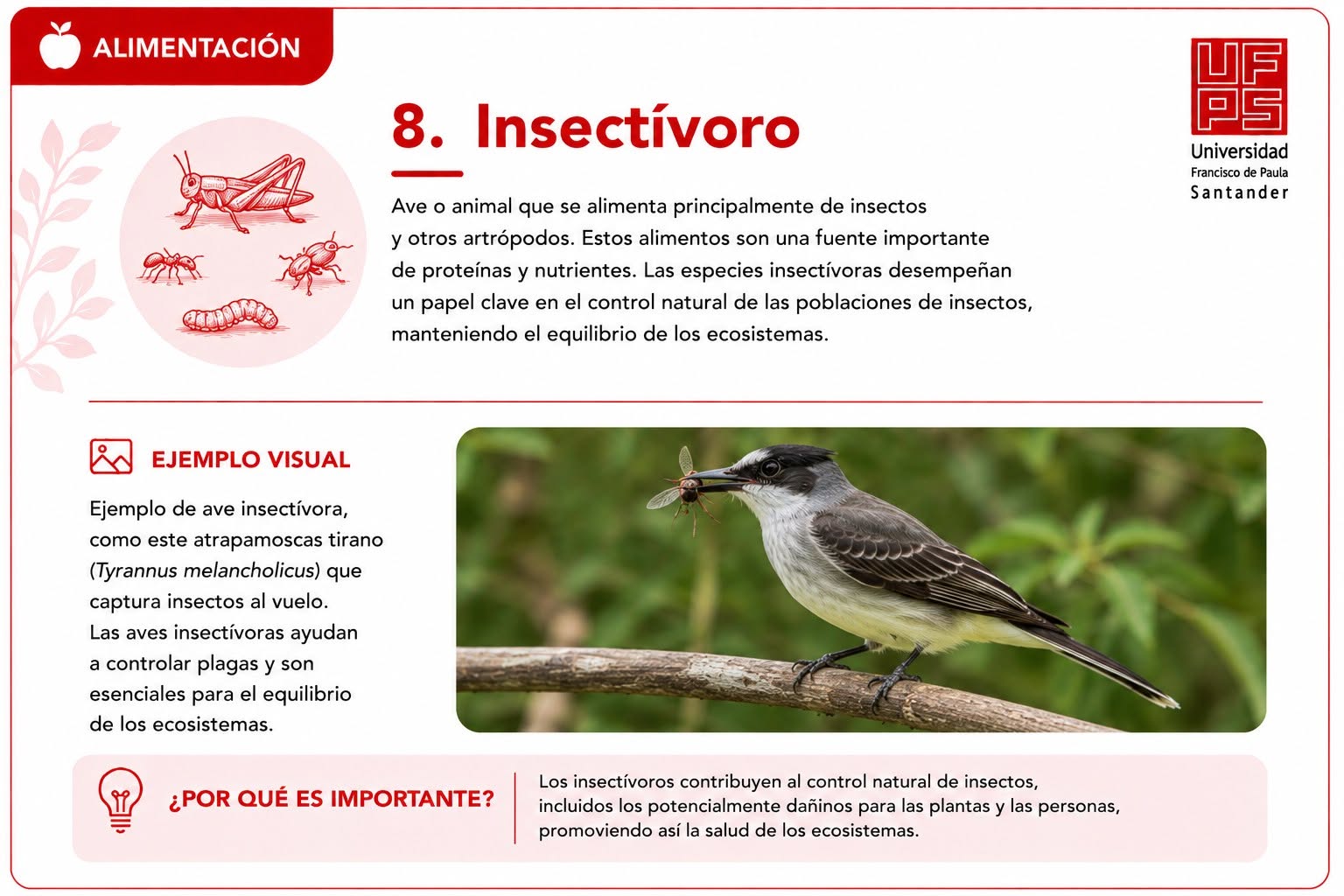 Insectívoro