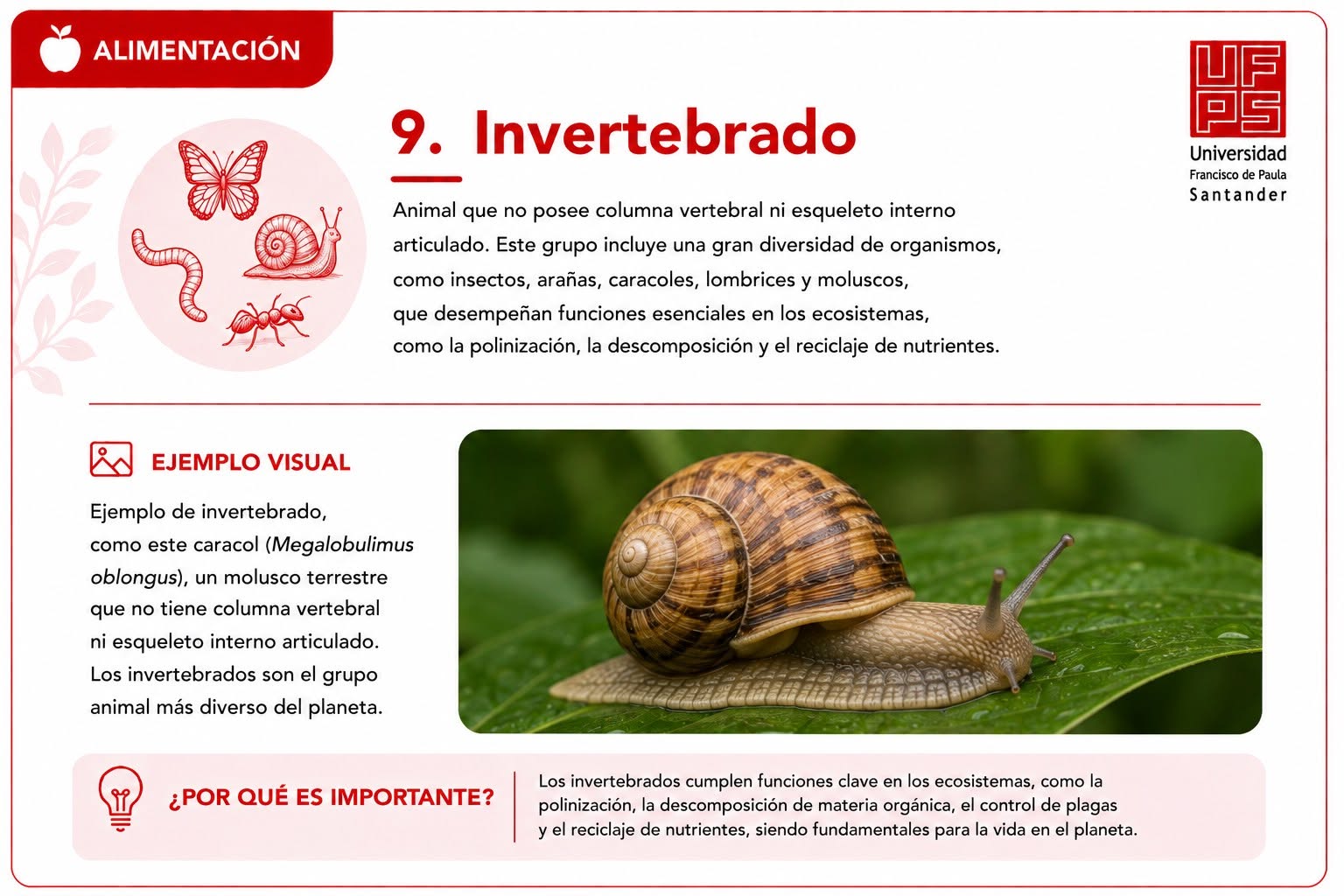 Invertebrado