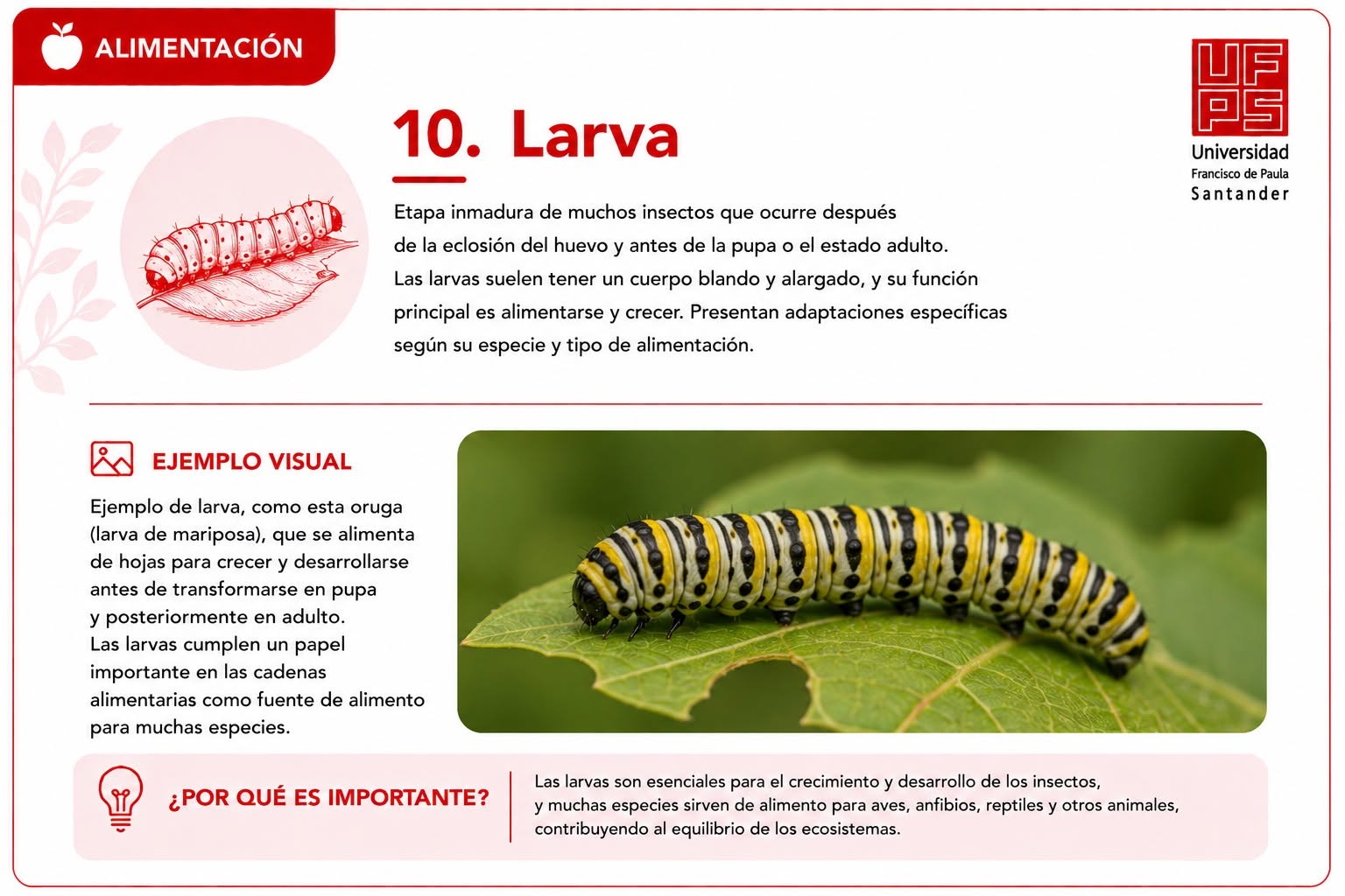 Larva