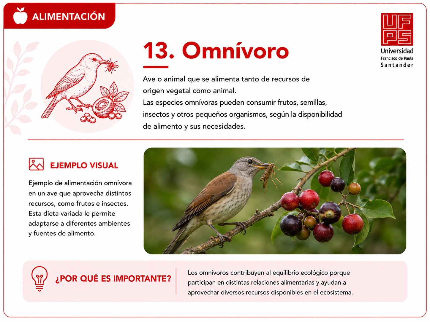 Omnívoro