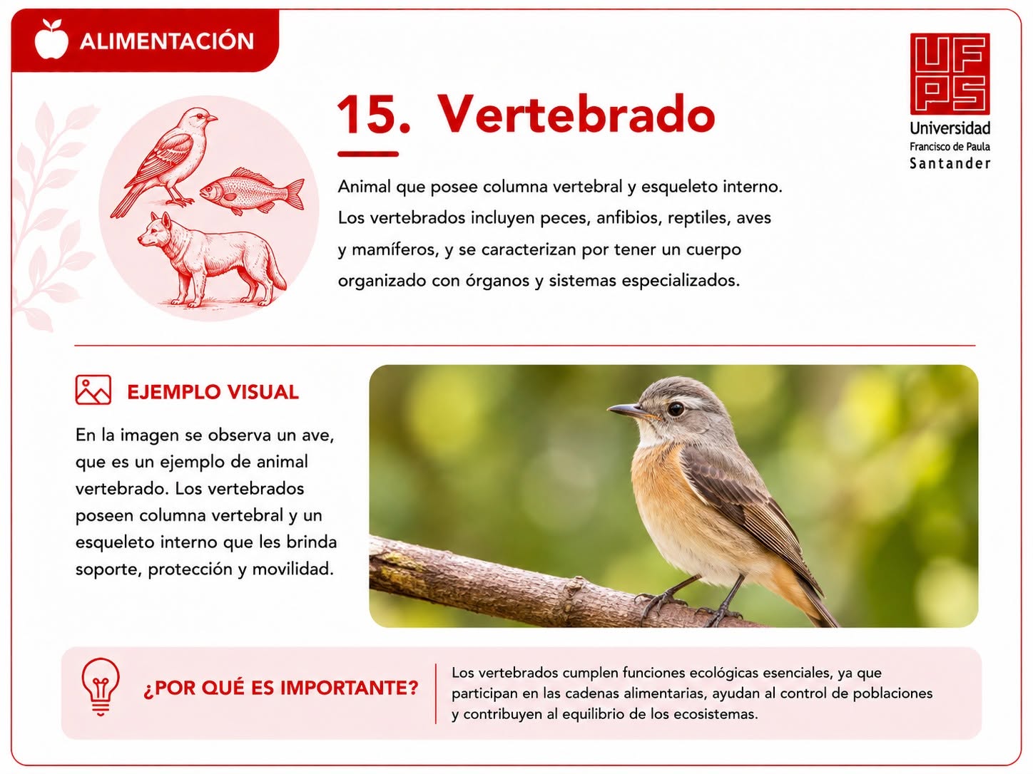 Vertebrado
