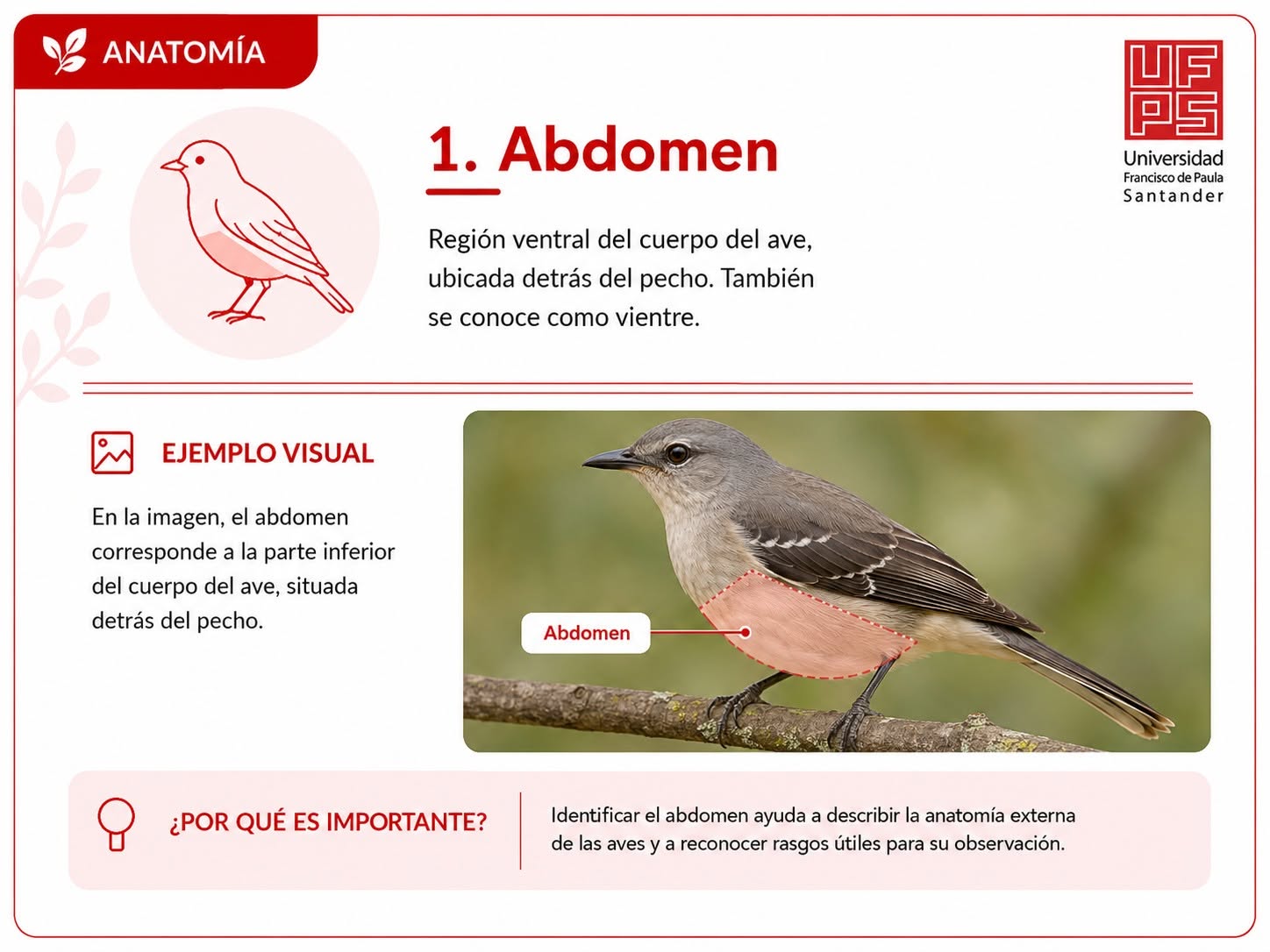 Abdomen