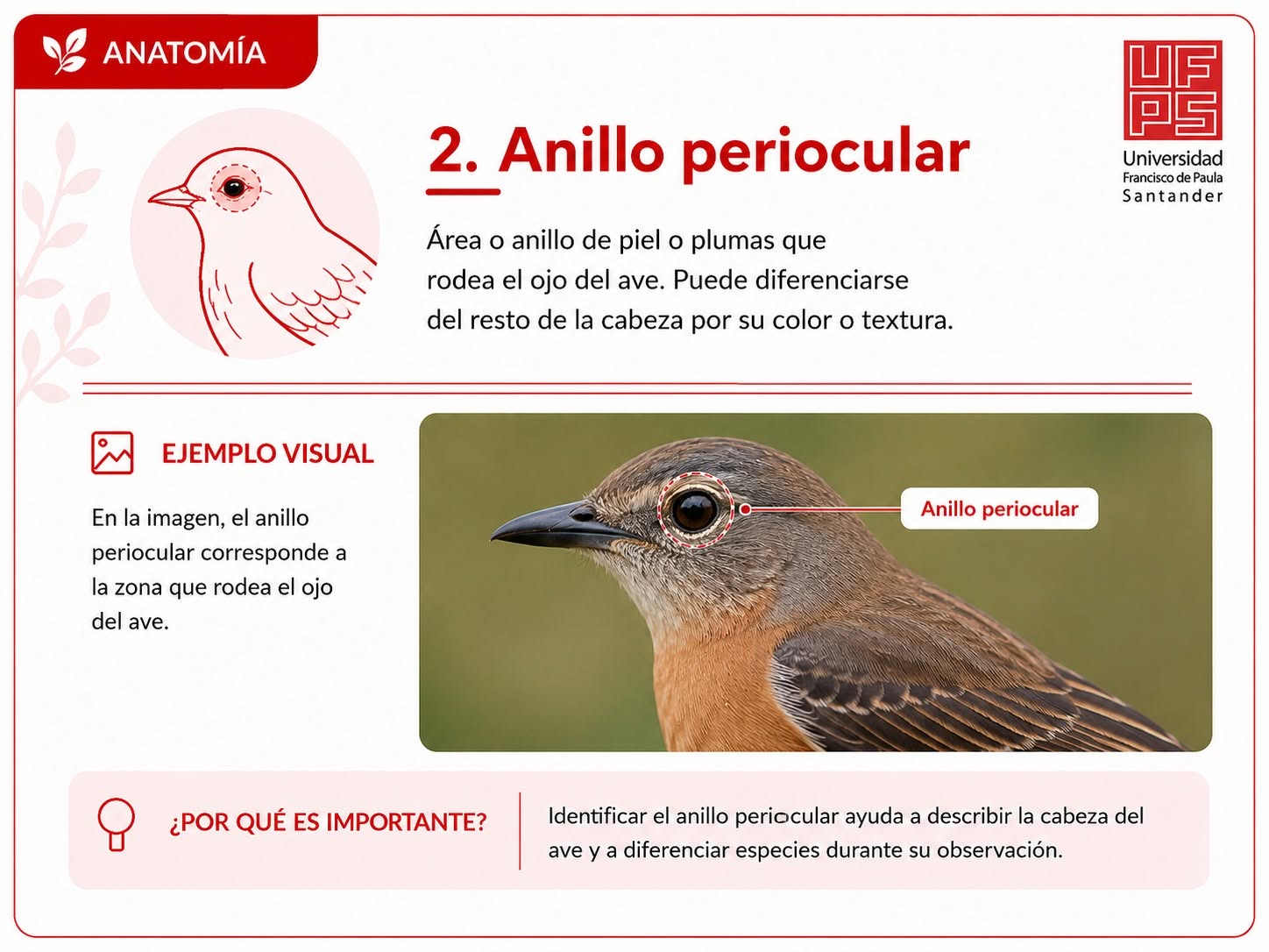 Anillo periocular