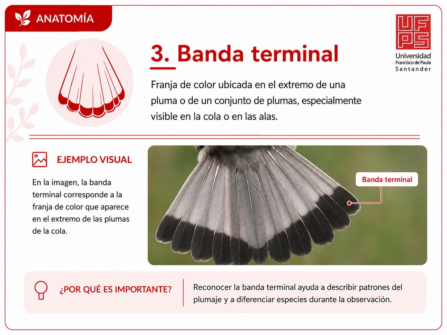 Banda terminal