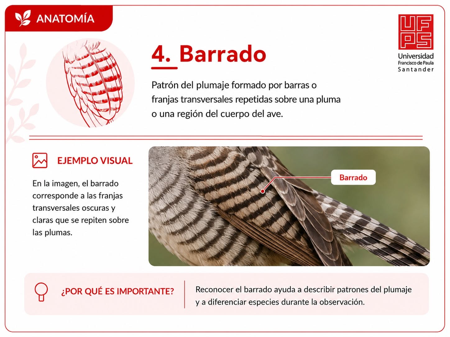 Barrado