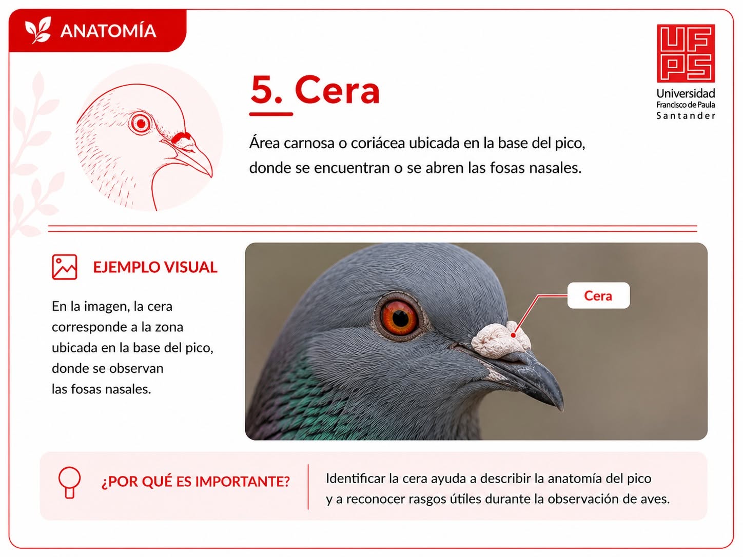 Cera