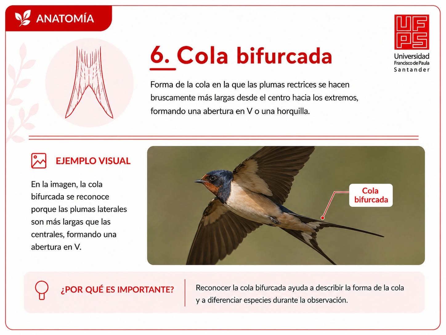 Cola bifurcada