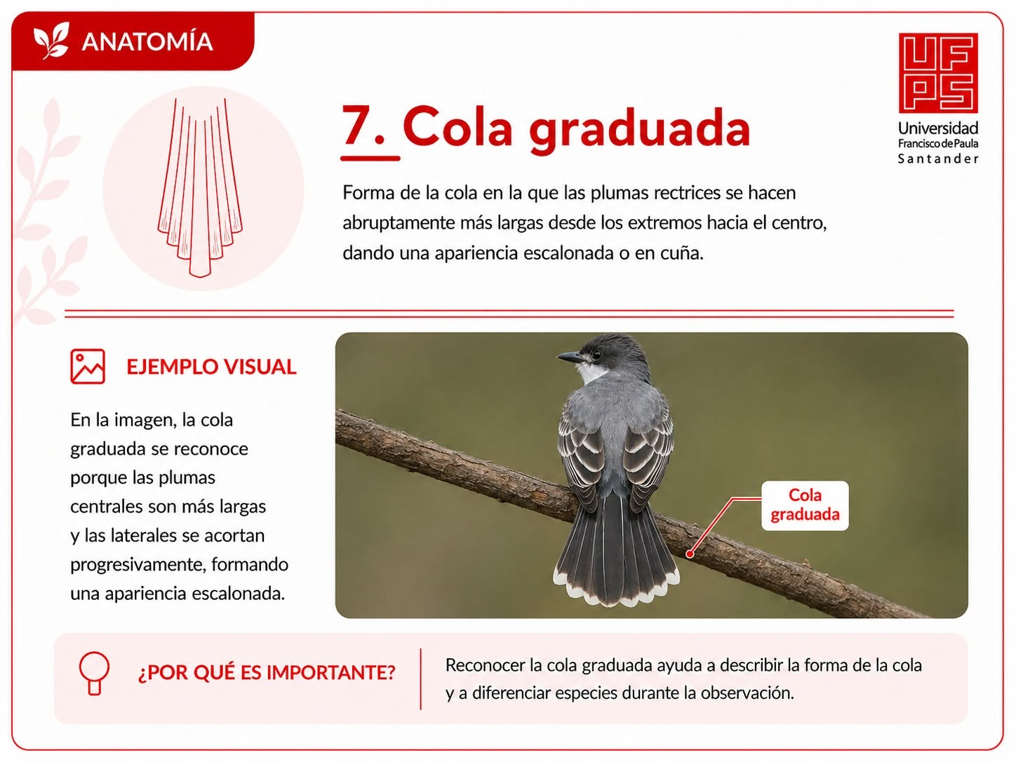 Cola graduada