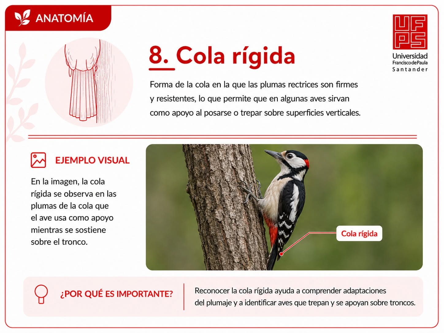 Cola rígida