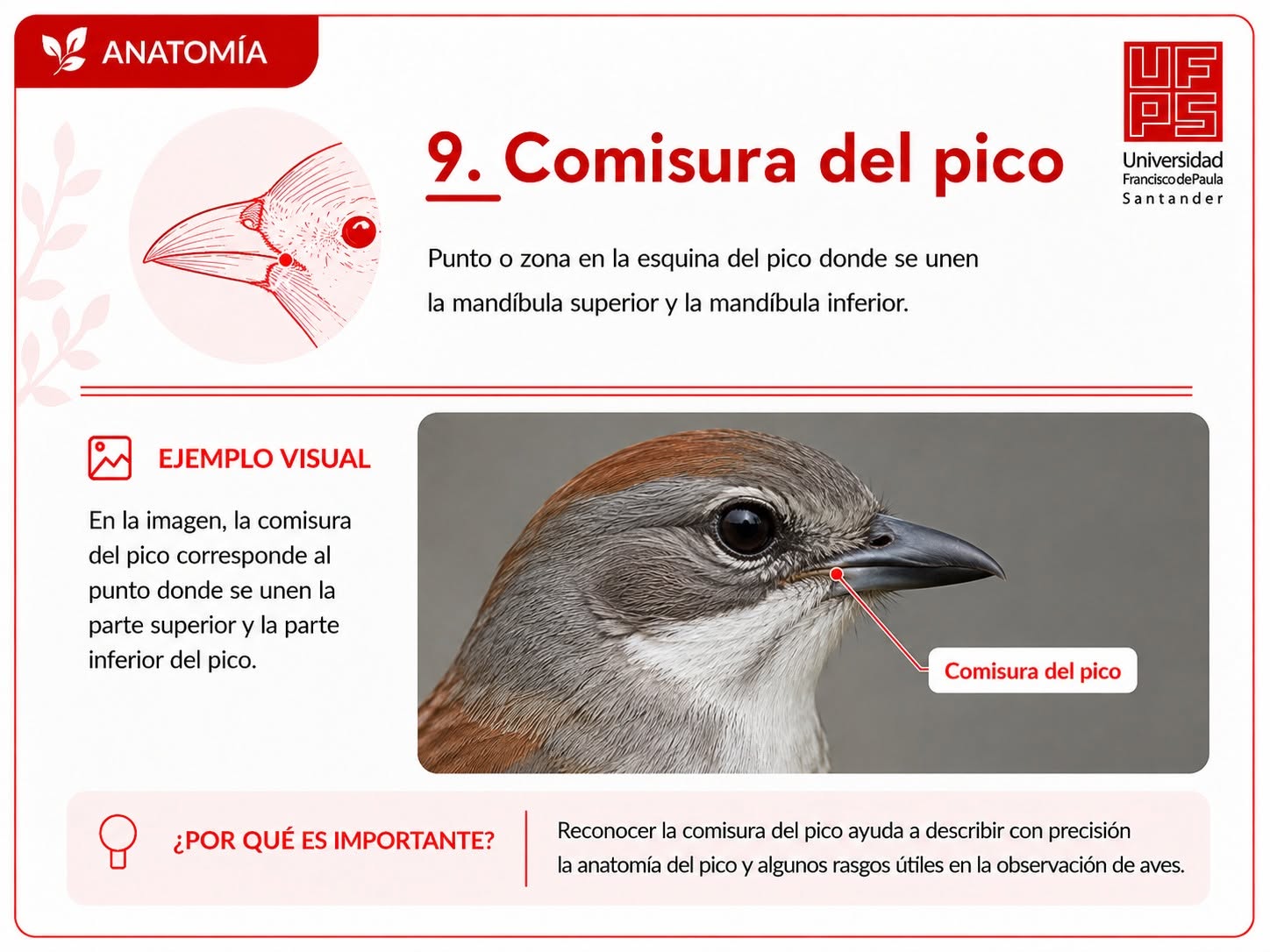 Comisura del pico