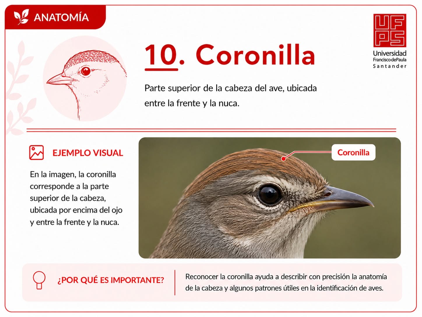 Coronilla