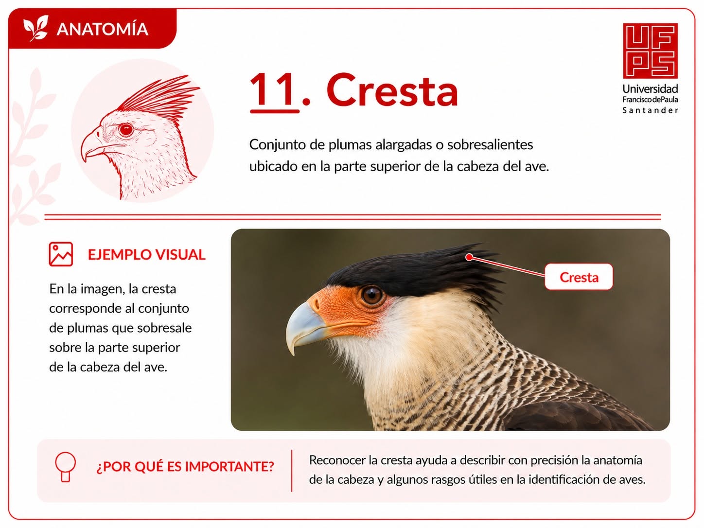 Cresta