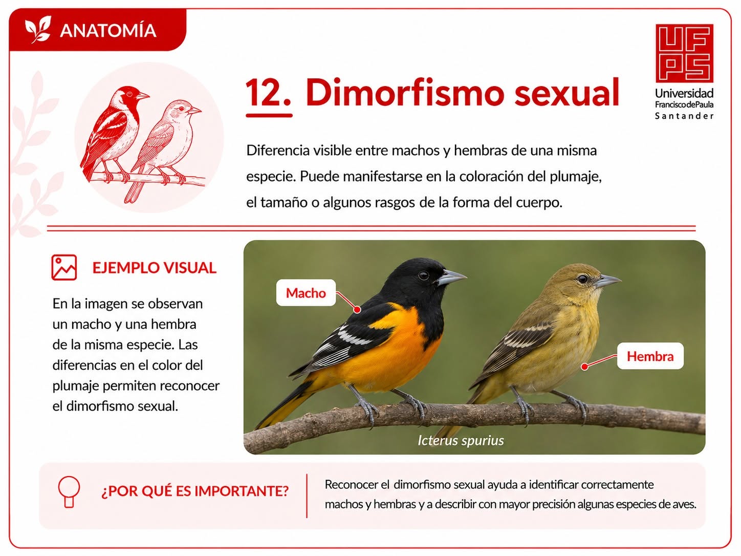 Dimorfismo sexual