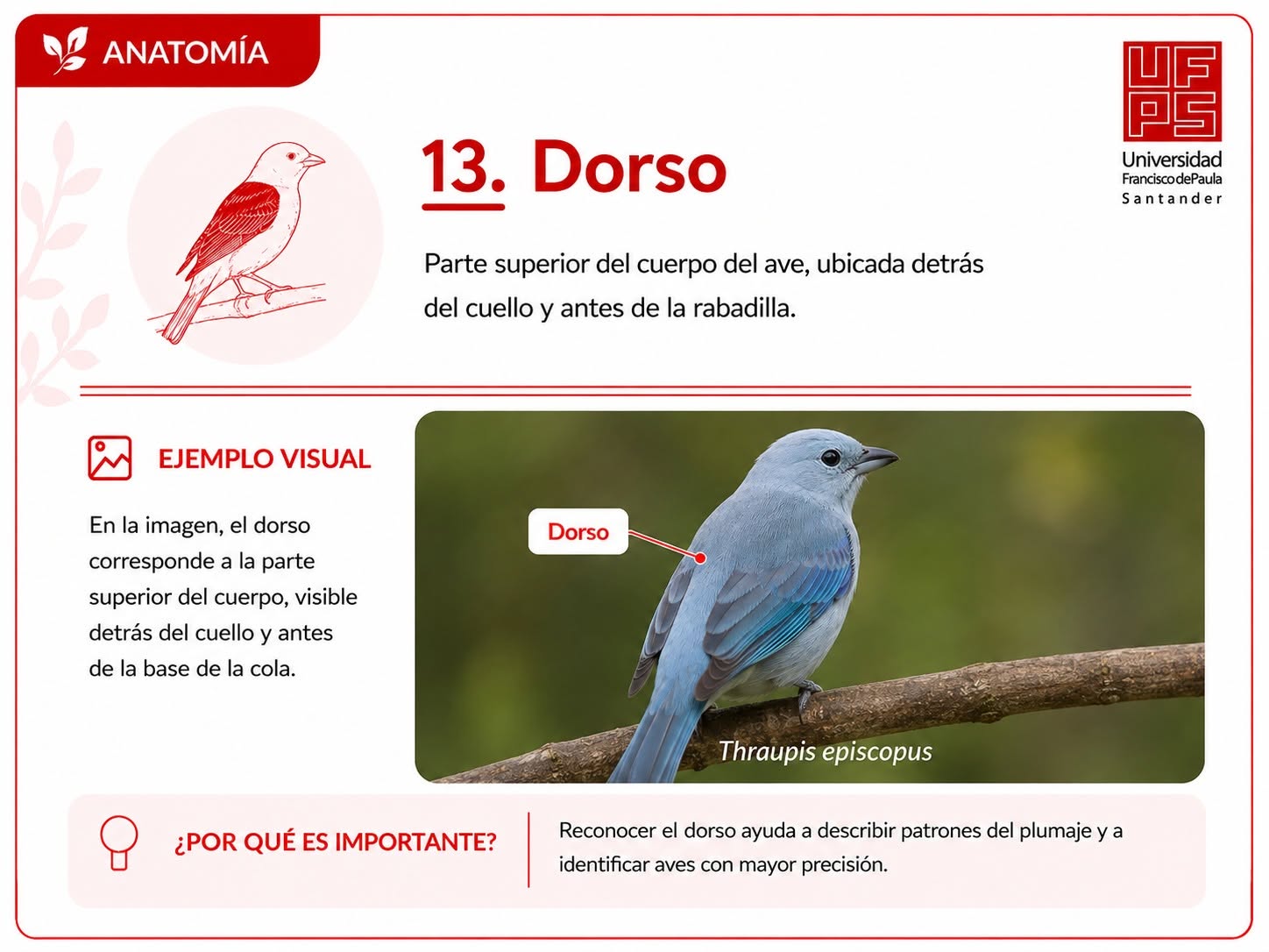 Dorso
