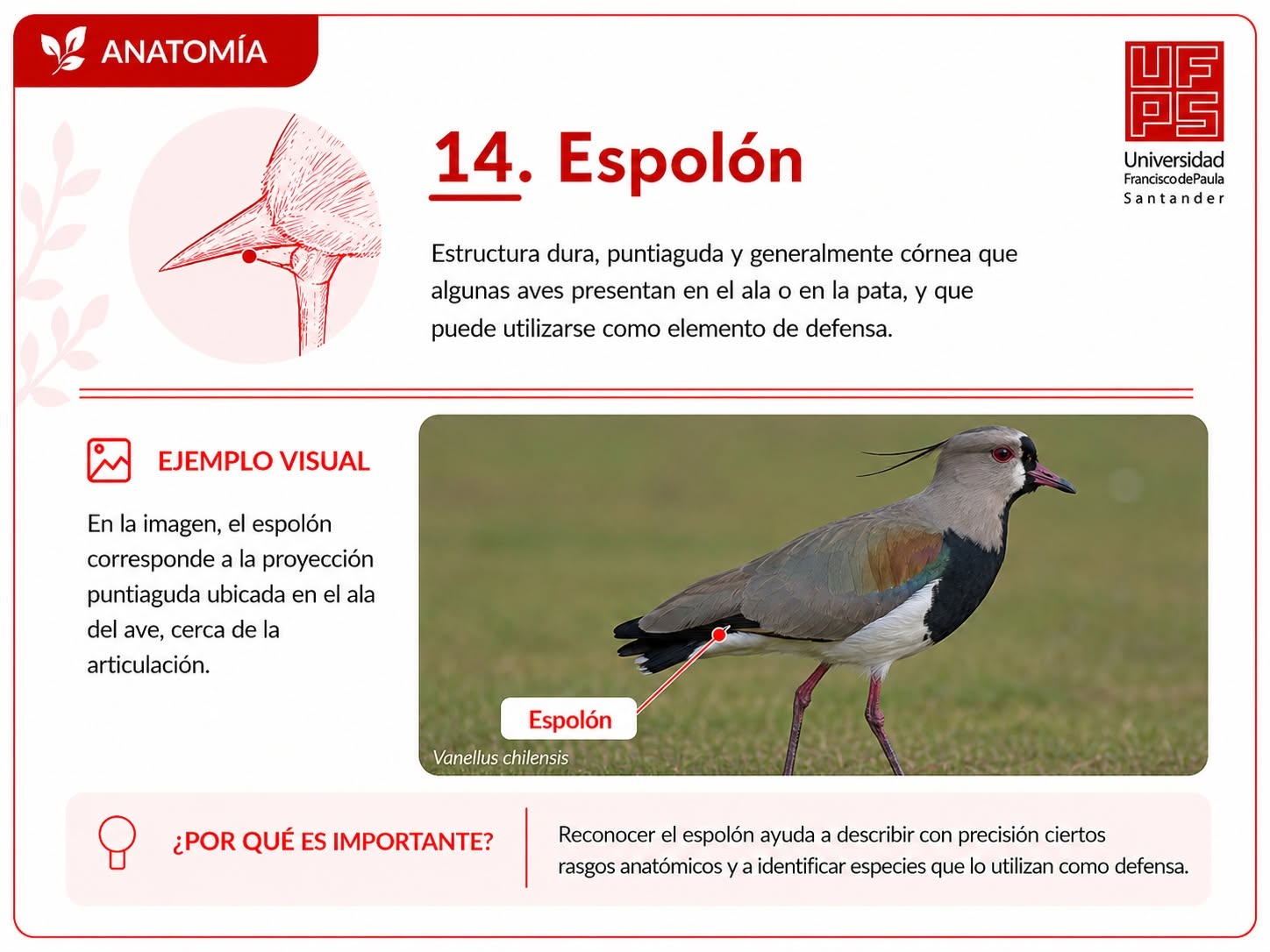 Espolón