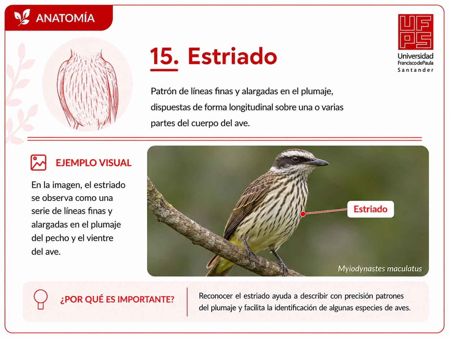 Estriado