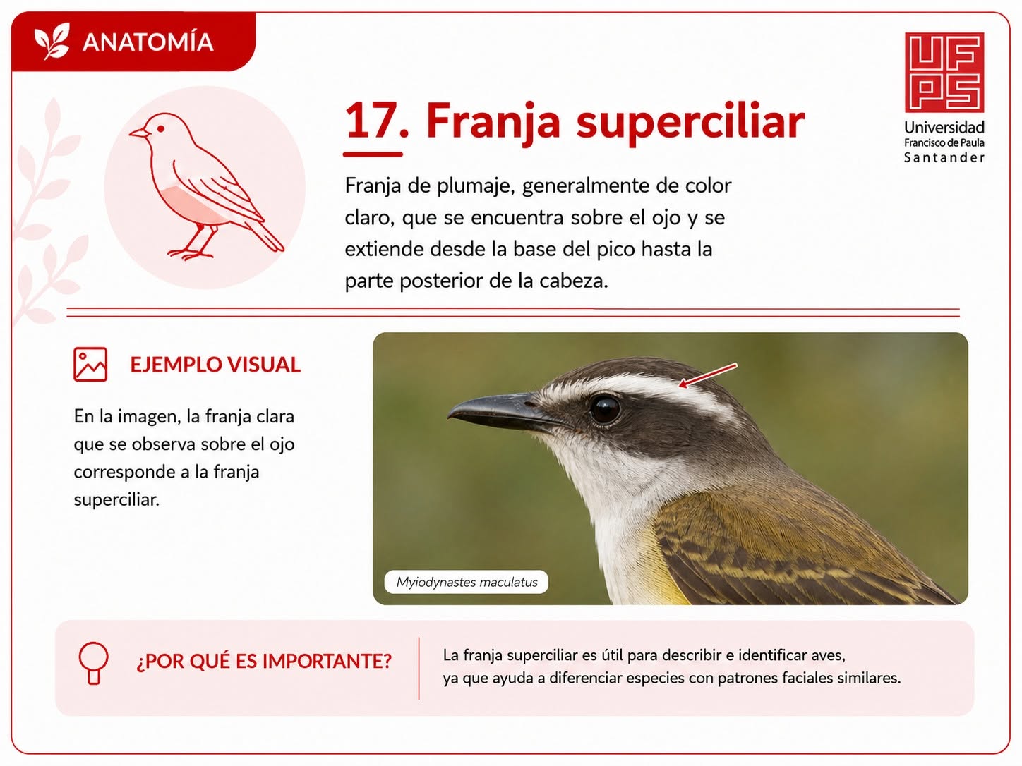 Franja superciliar