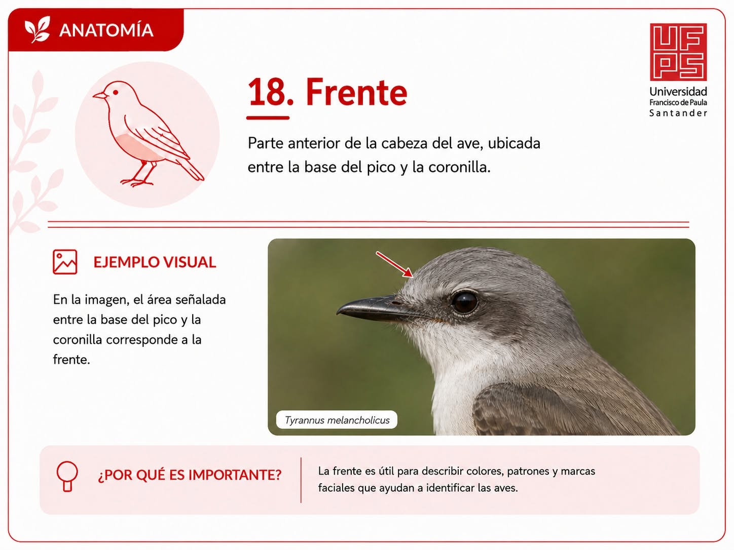 Frente