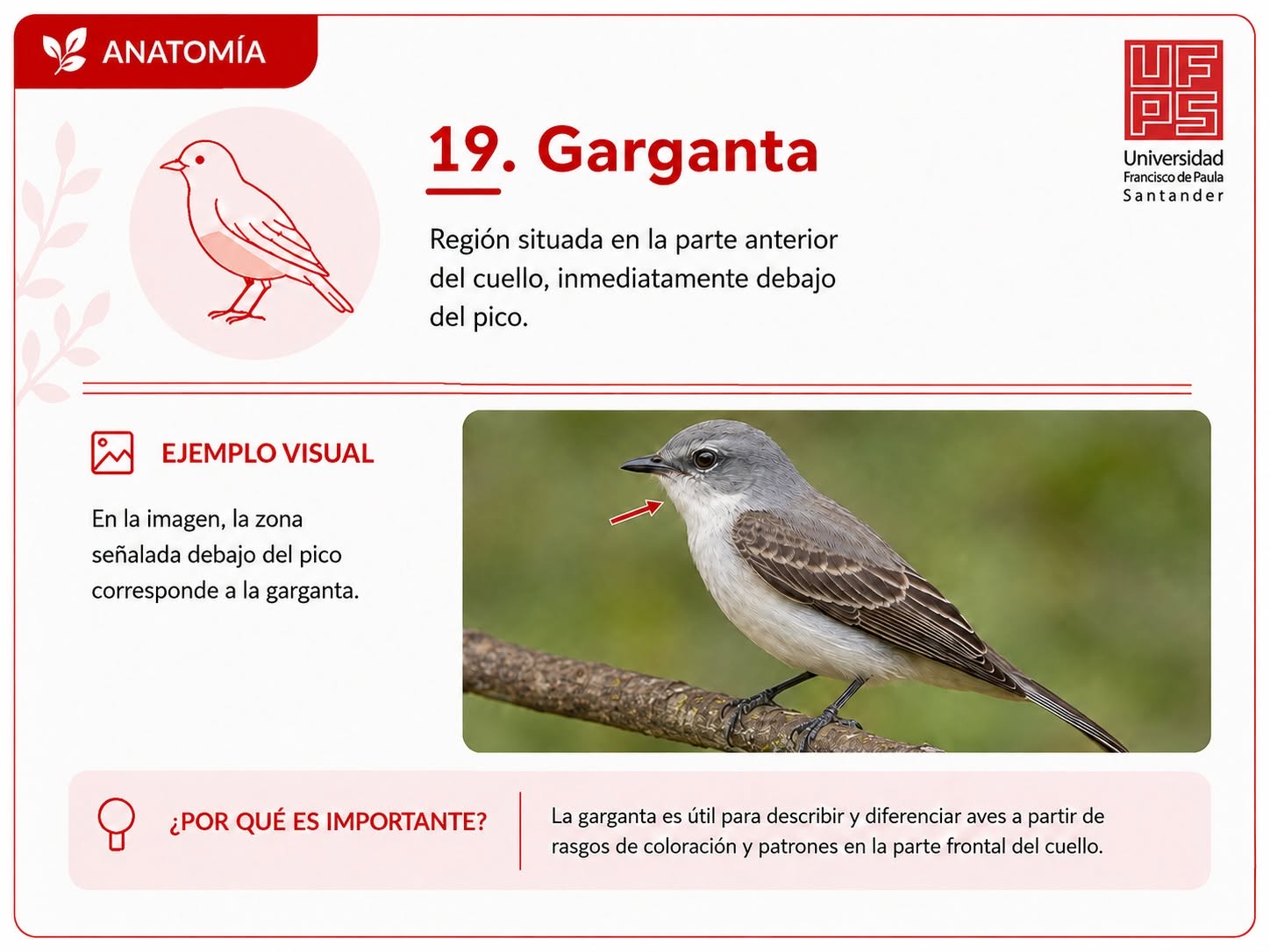 Garganta