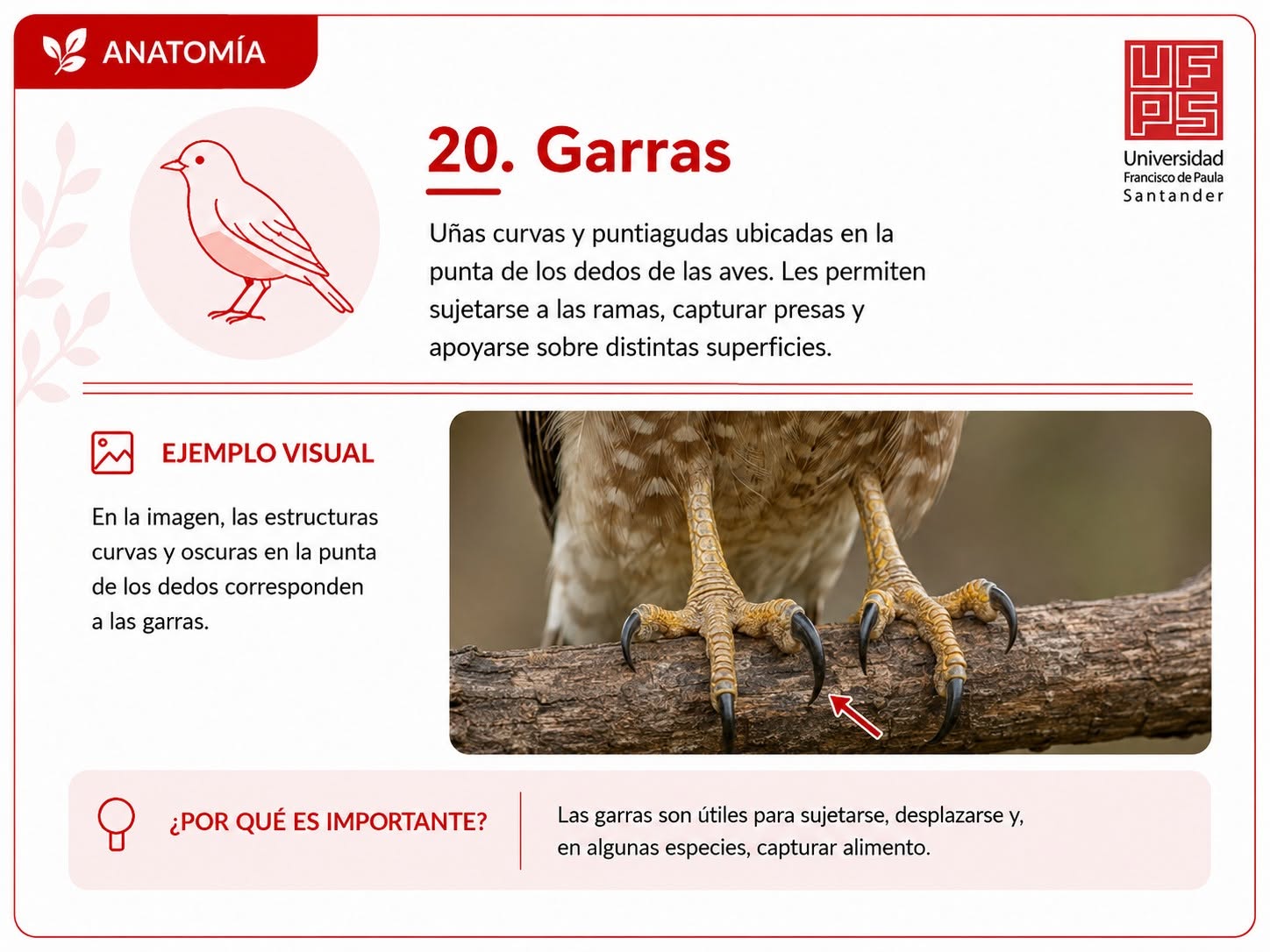 Garras