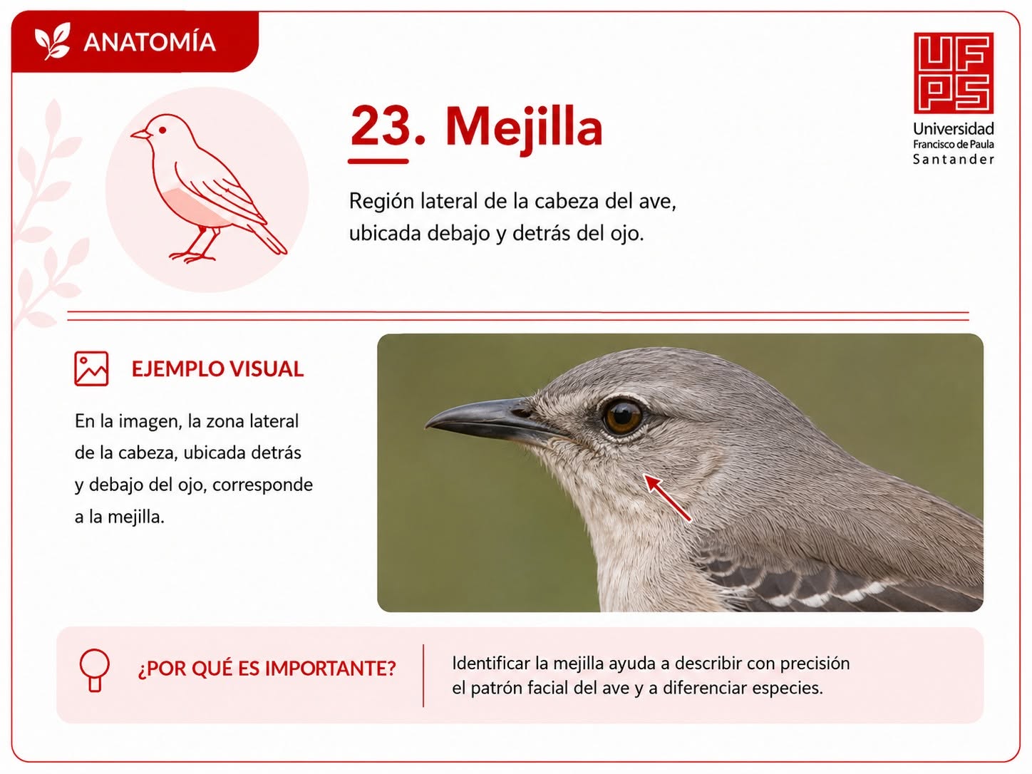 Mejilla