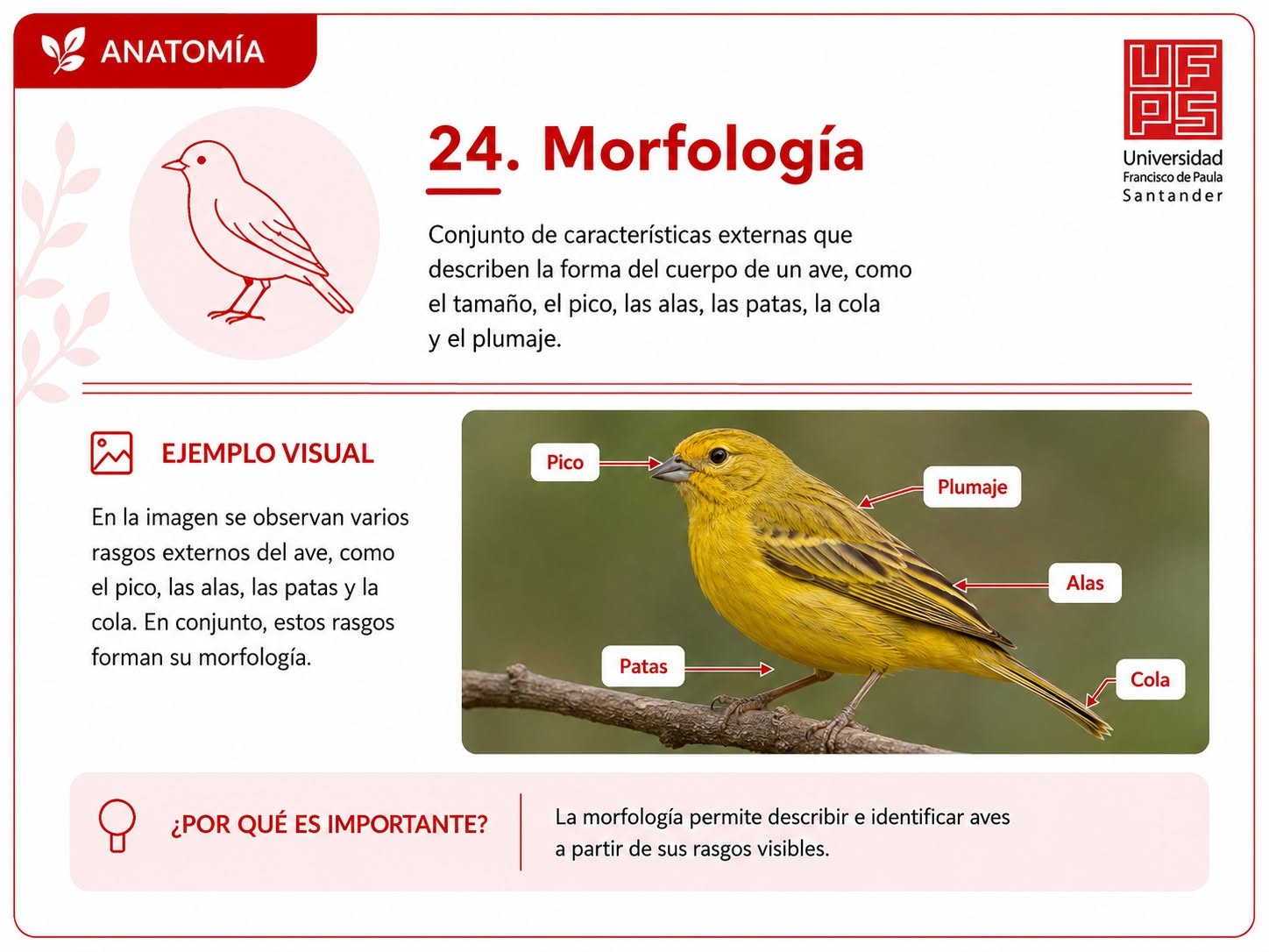 Morfología