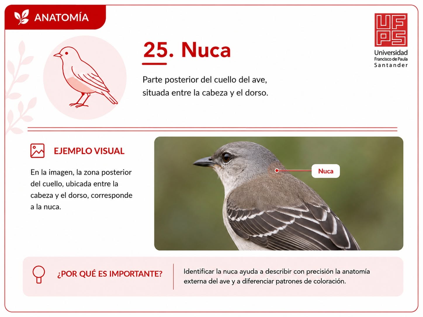 Nuca
