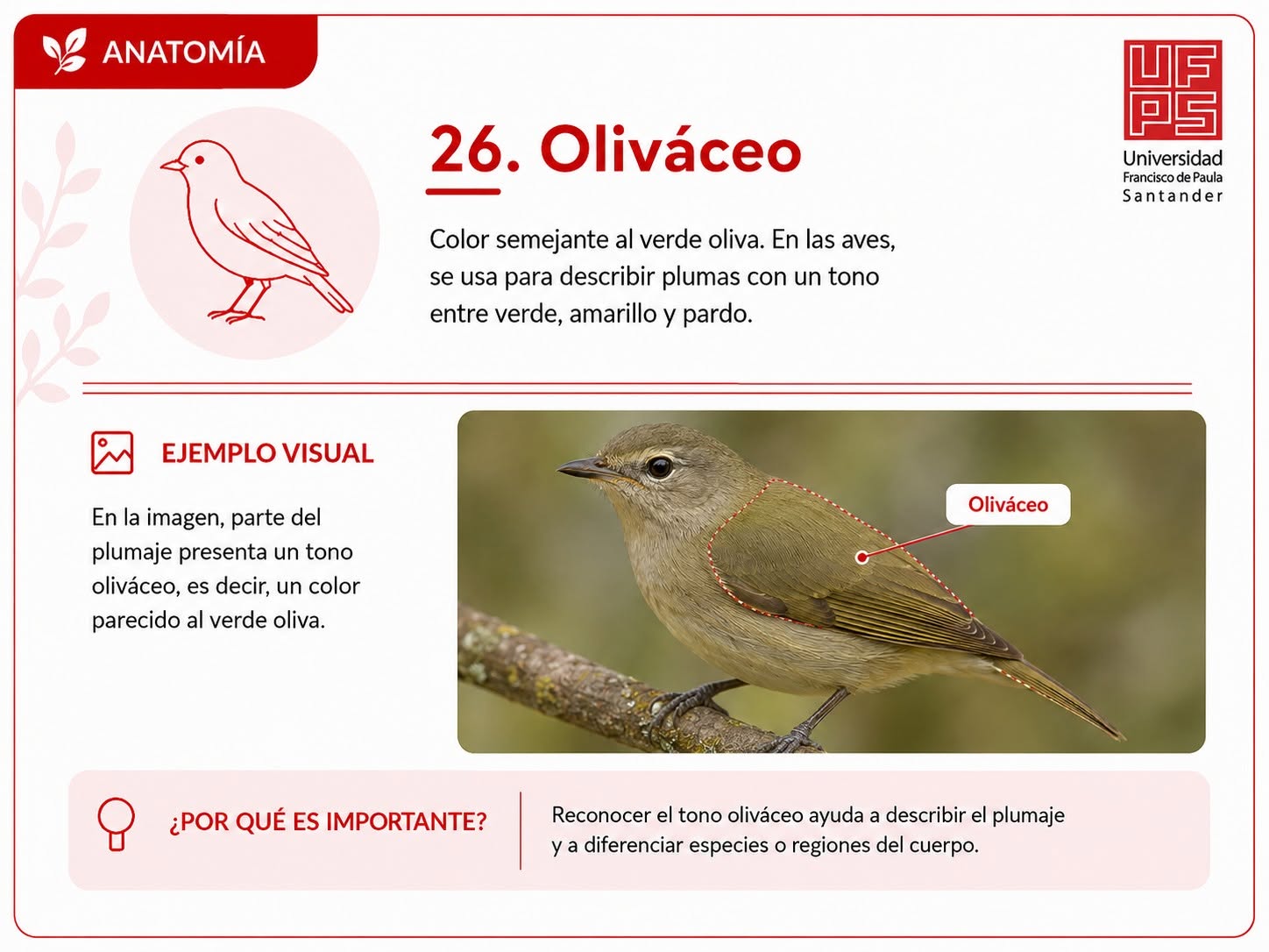 Oliváceo