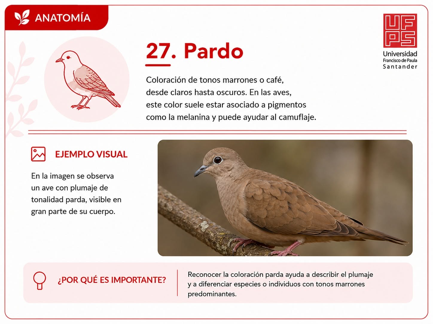 Pardo