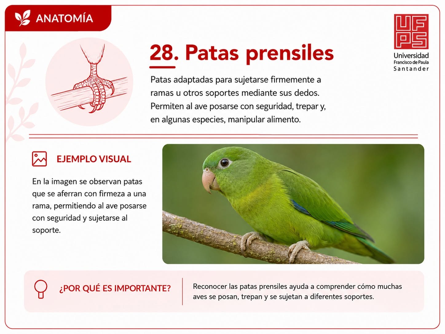 Patas prensiles
