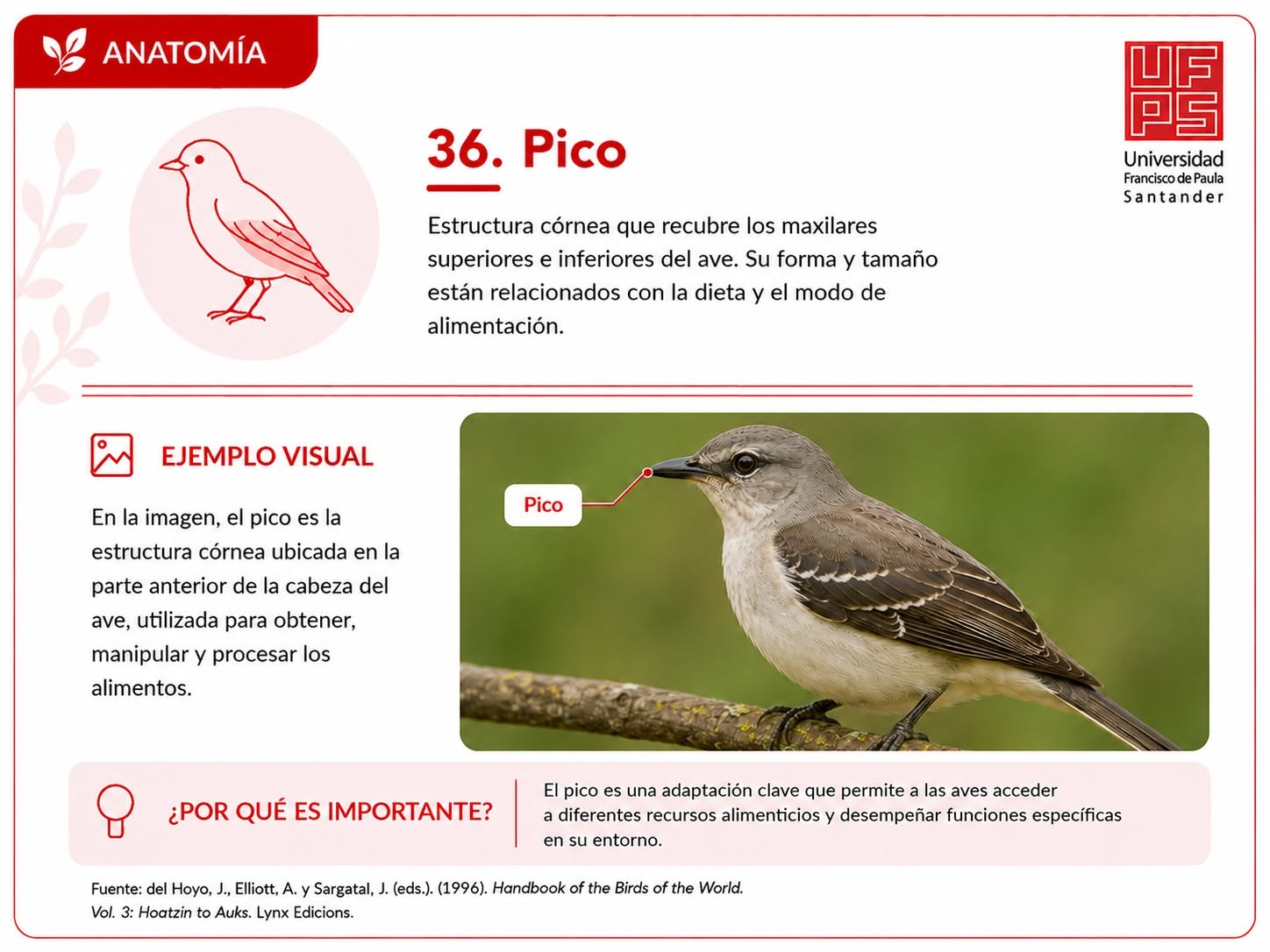 Pico