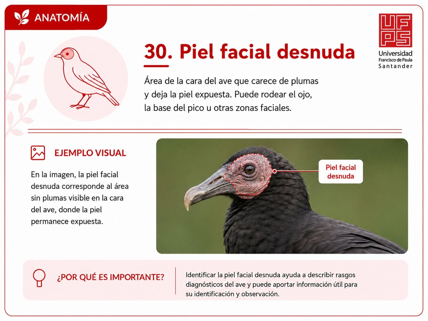 Piel facial desnuda