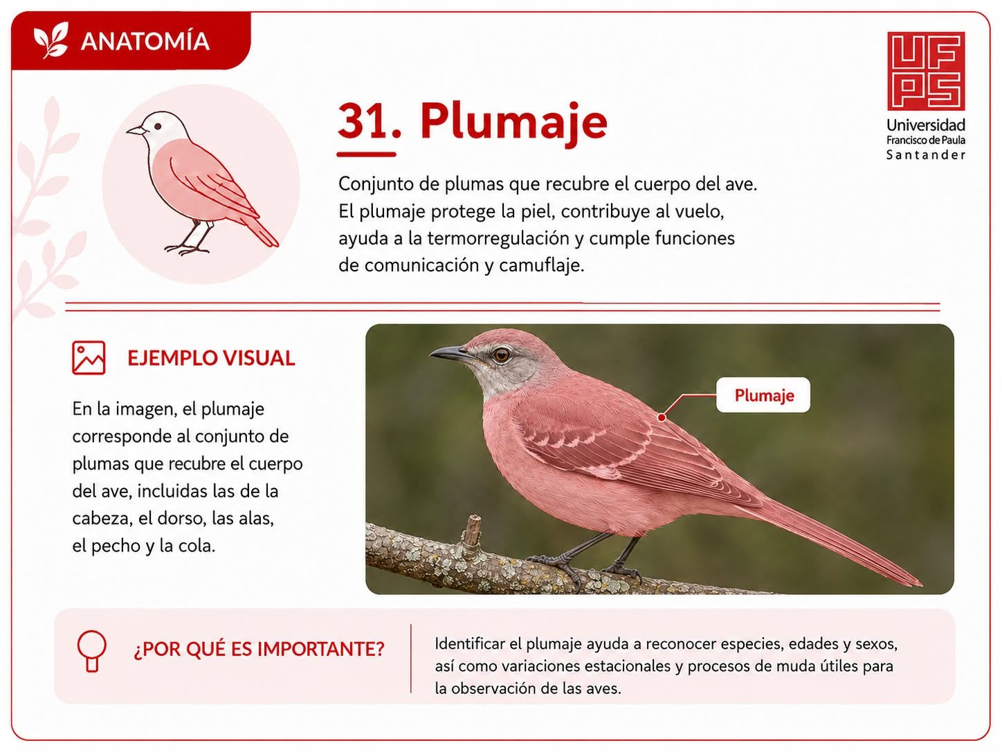 Plumaje