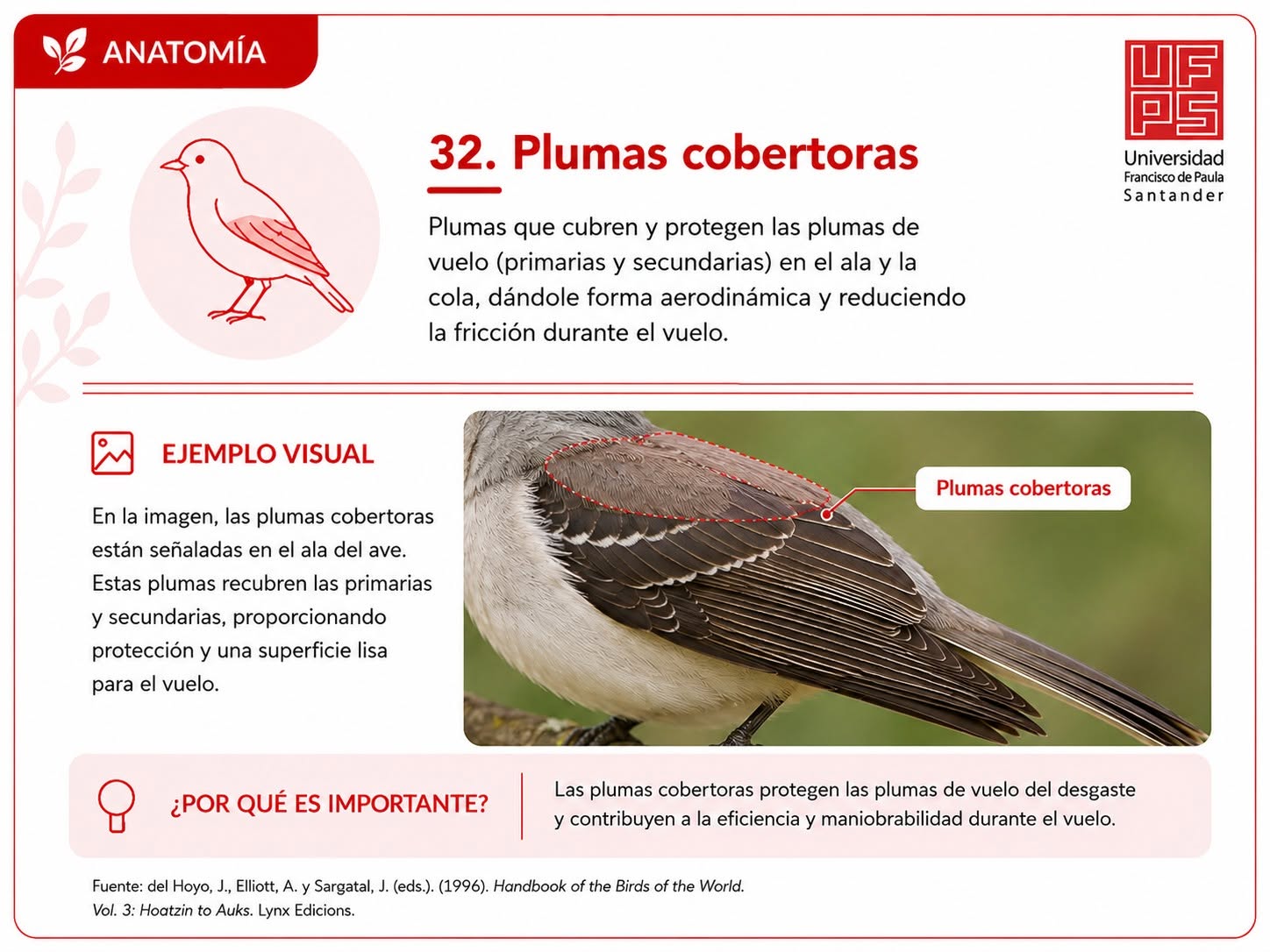 Plumas cobertoras