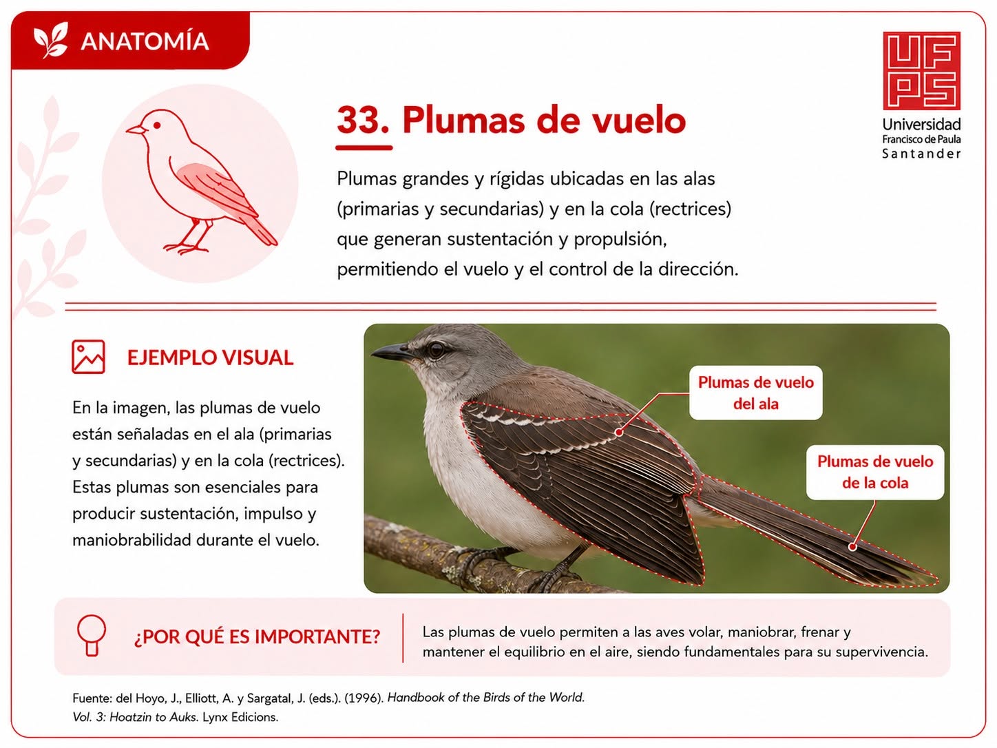 Plumas de vuelo