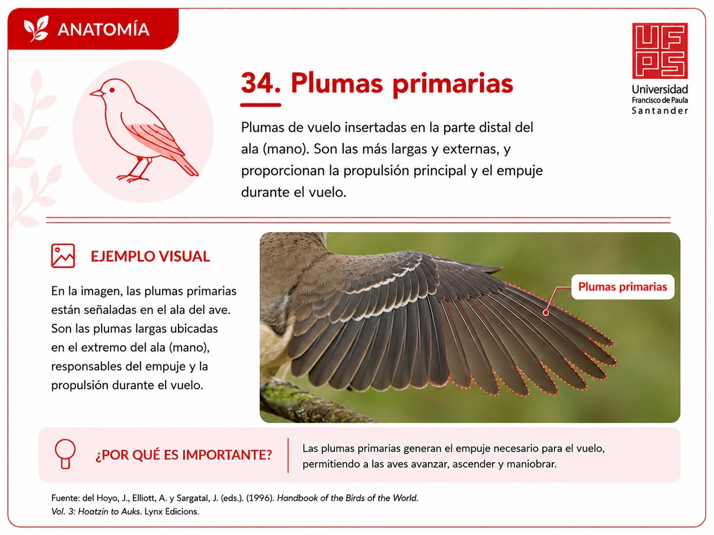Plumas primarias