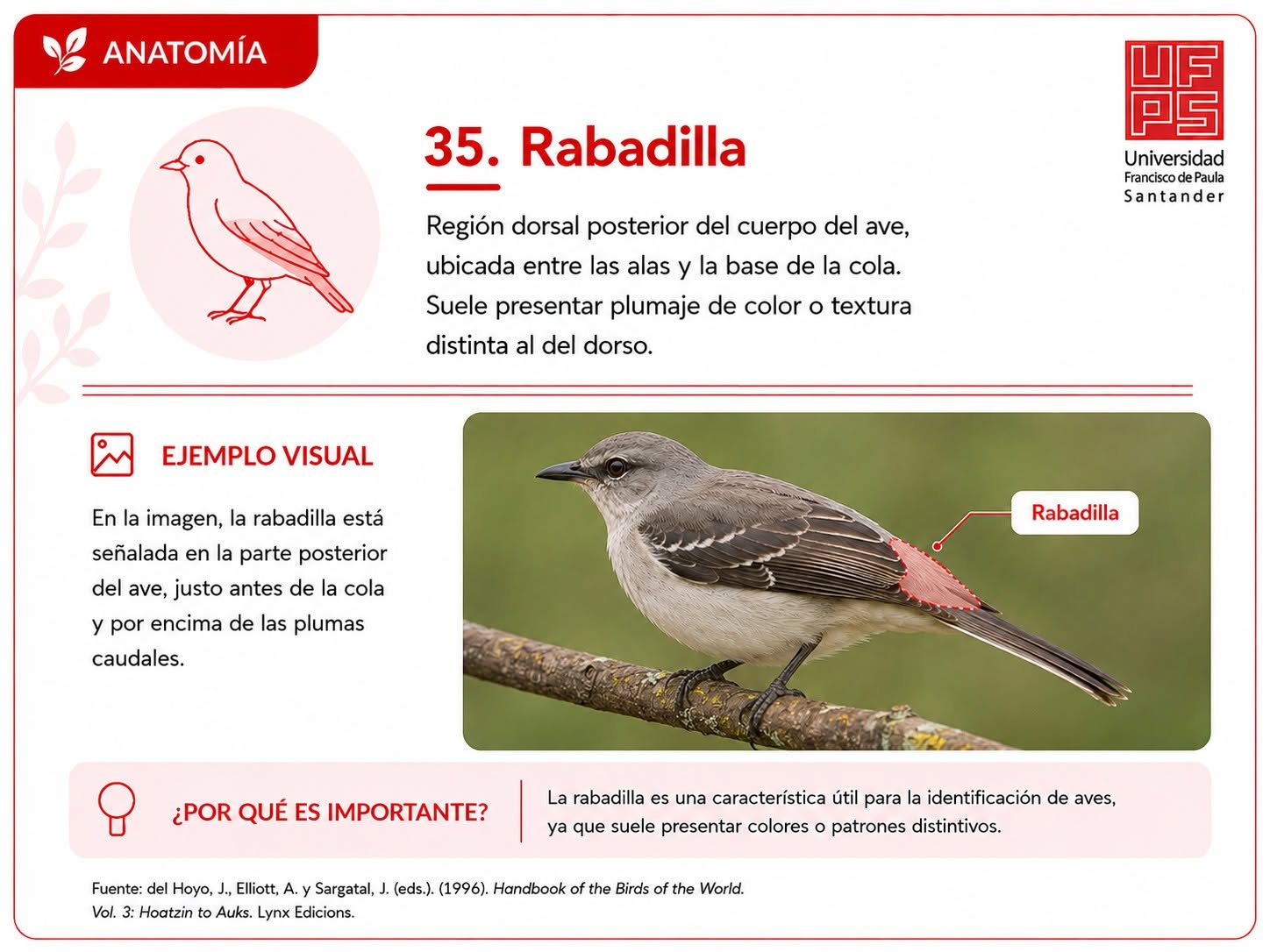 Rabadilla