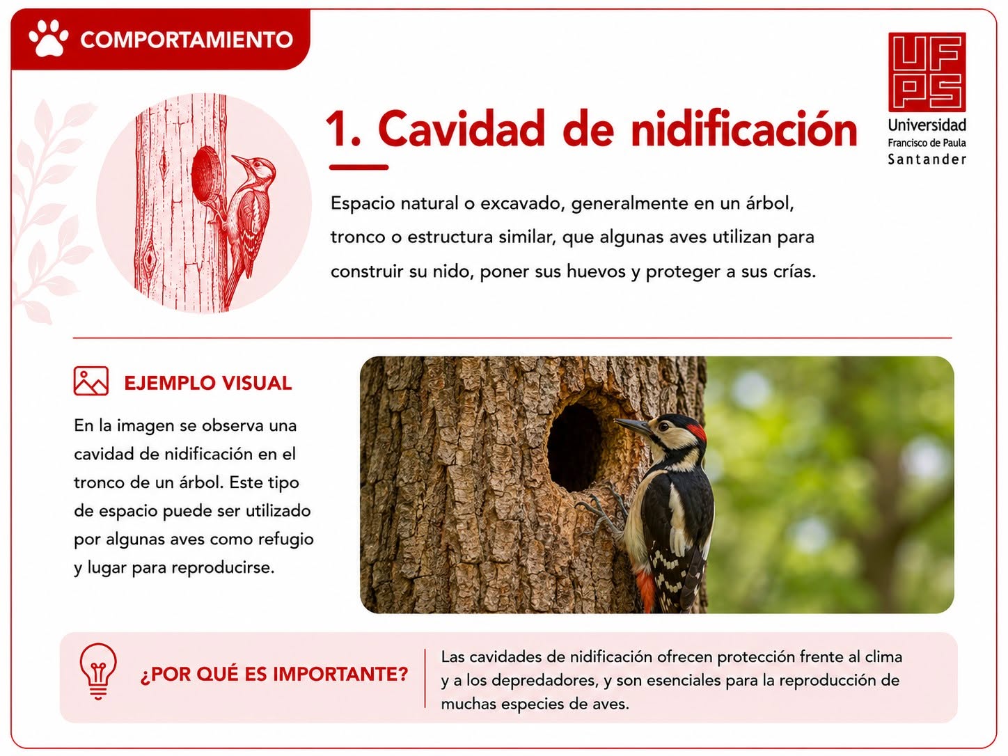 Cavidad de nidificación