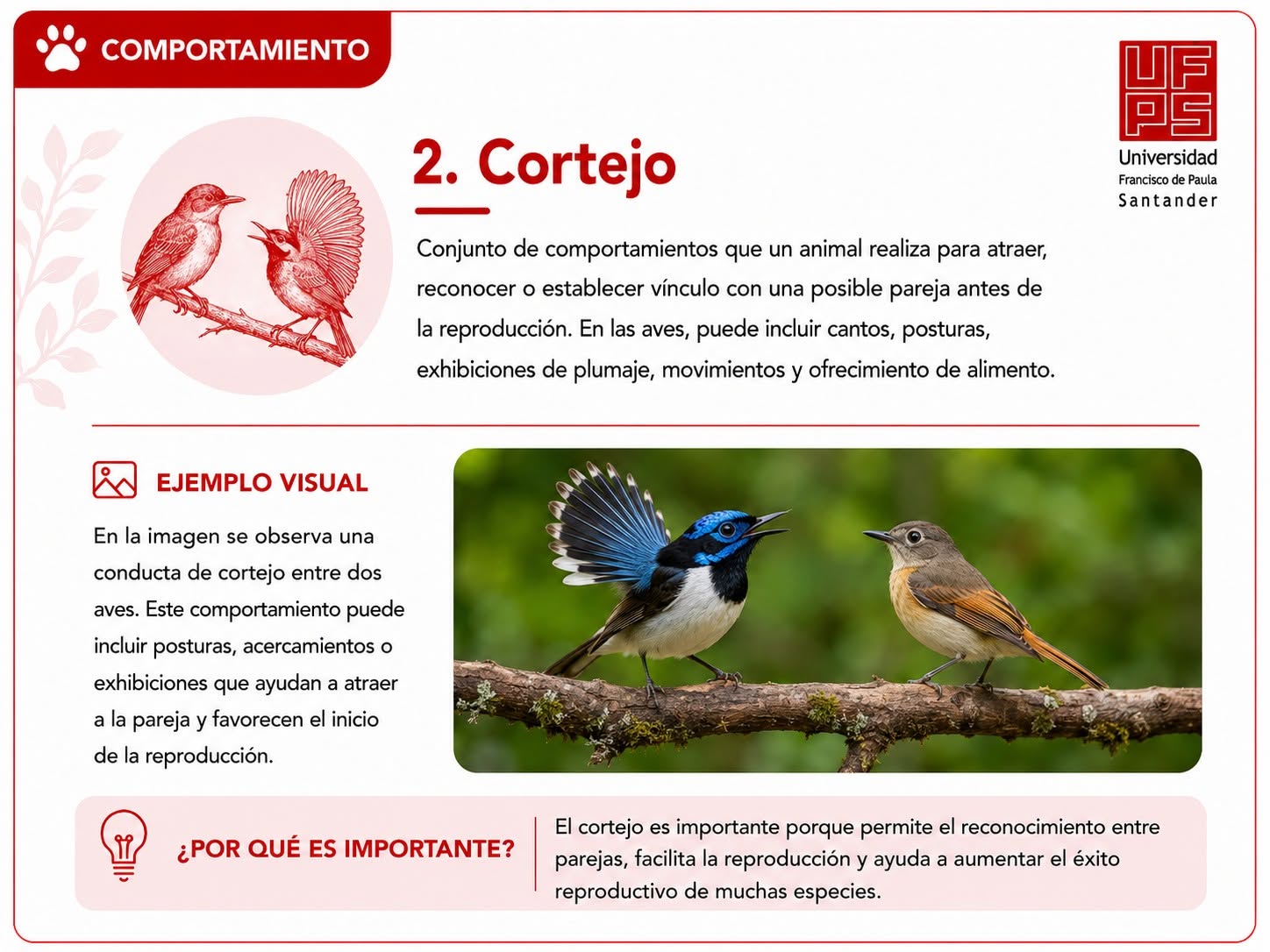 Cortejo