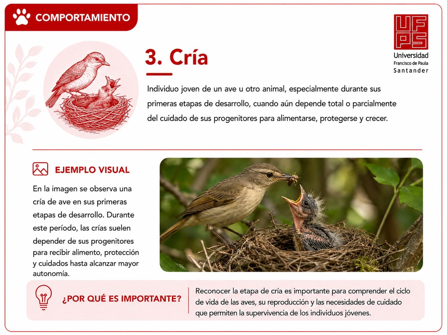 Cría