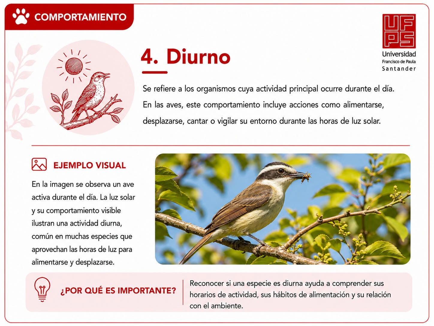 Diurno